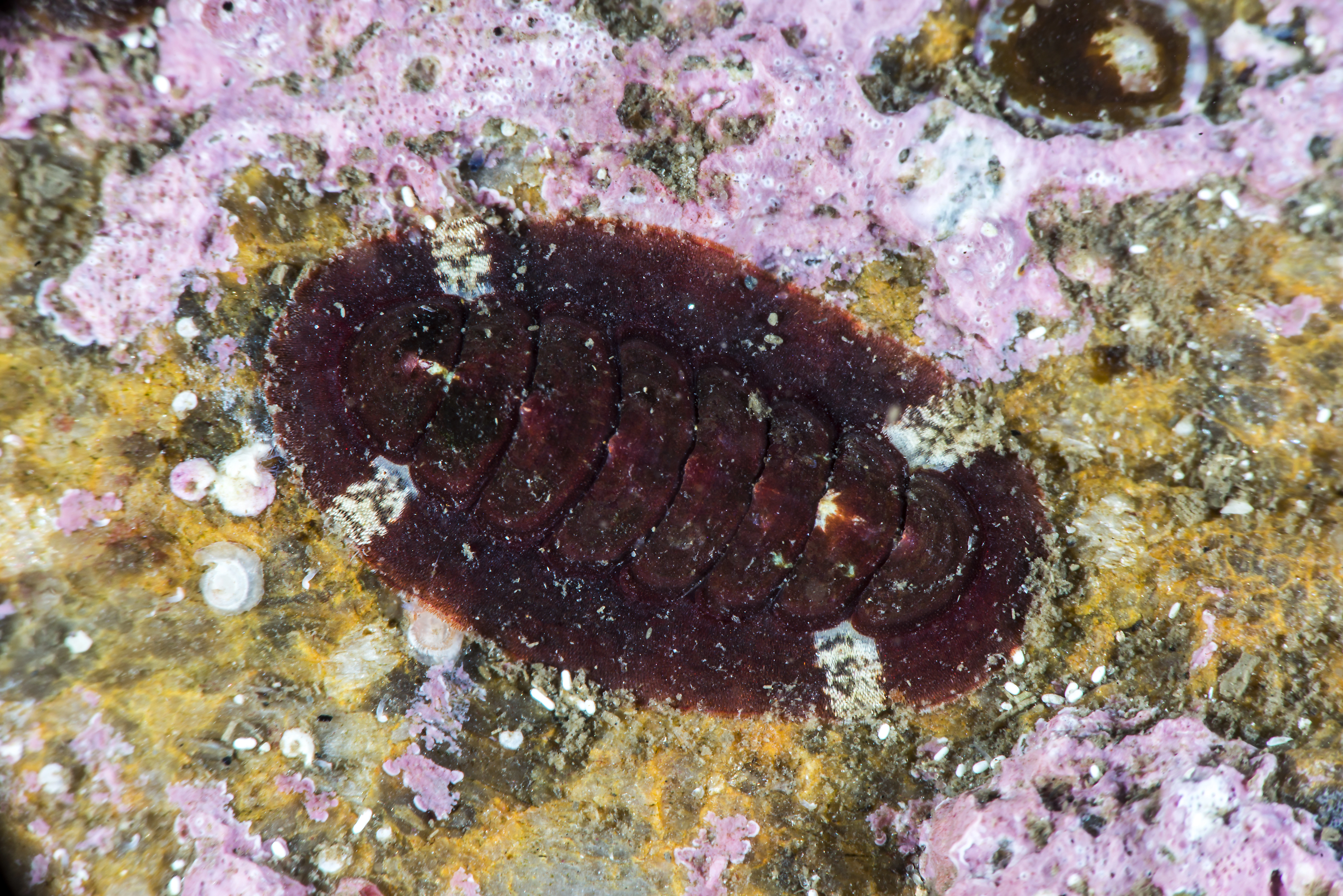 : Callochiton septemvalvis.