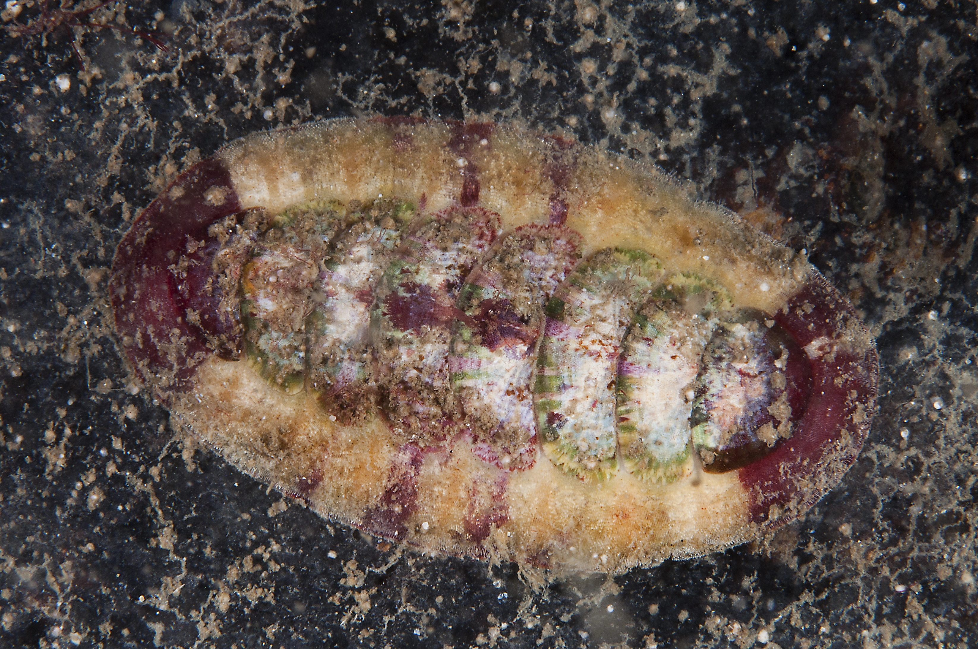 : Callochiton septemvalvis.