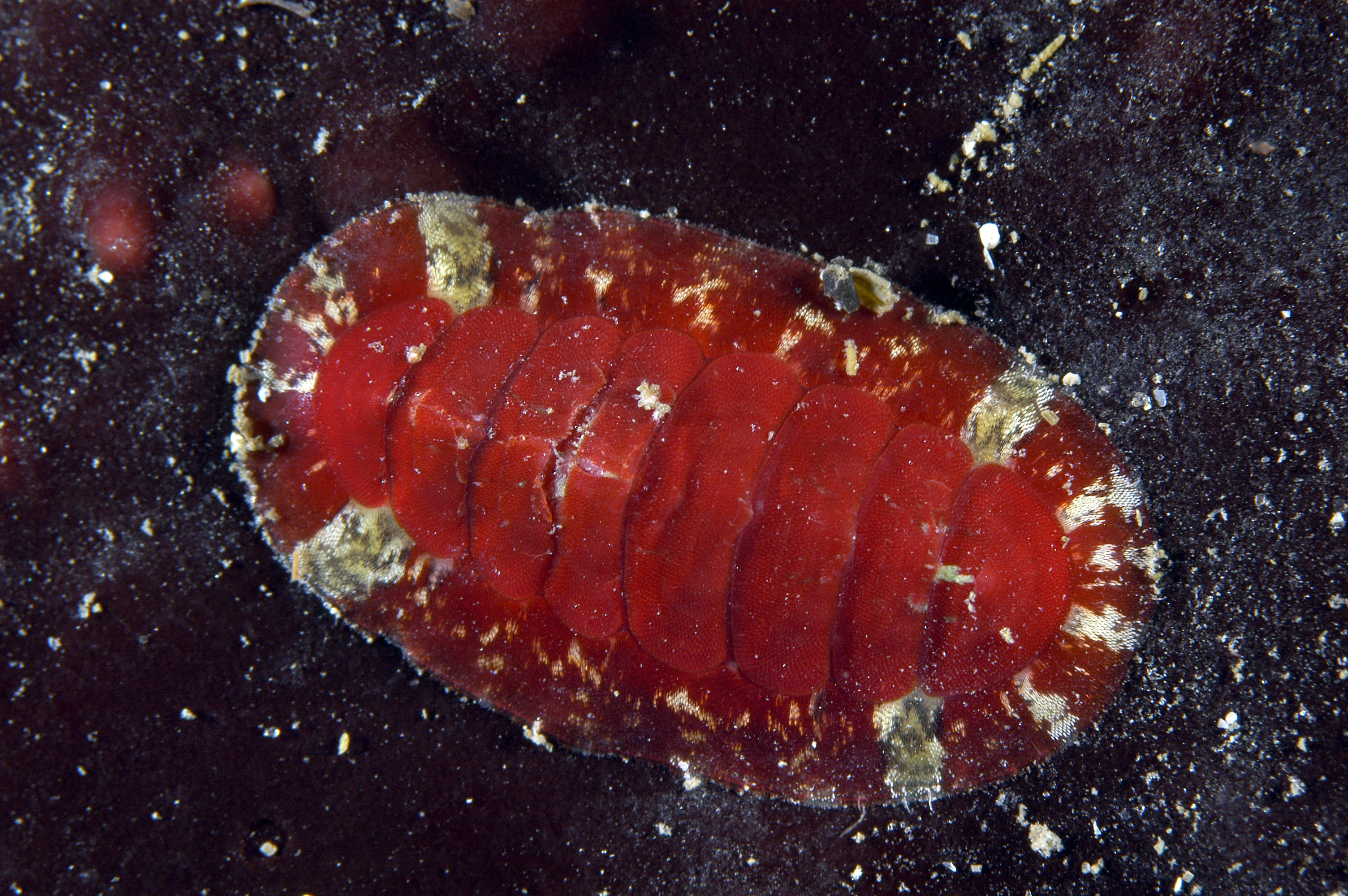 : Callochiton septemvalvis.