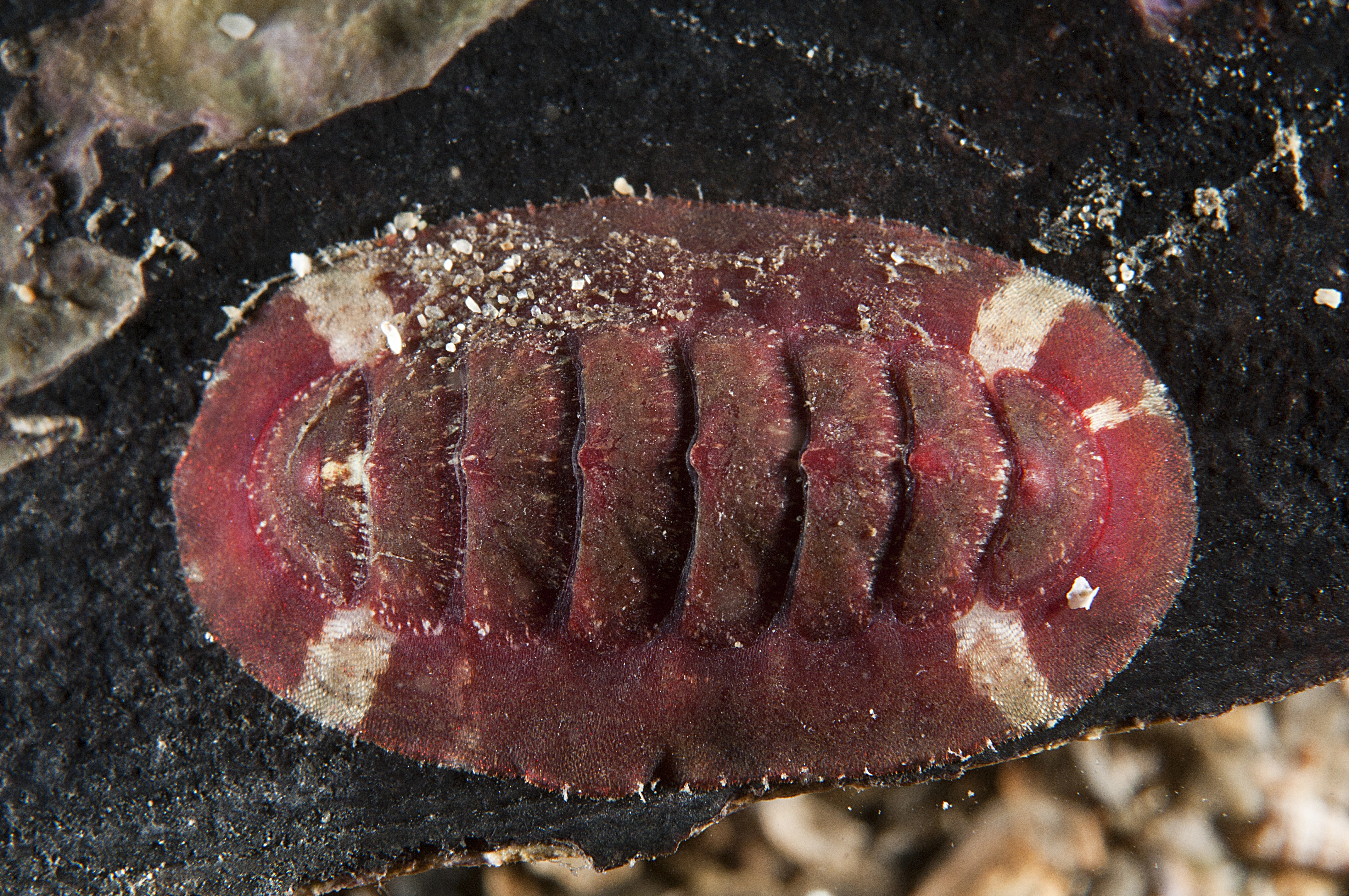 : Callochiton septemvalvis.