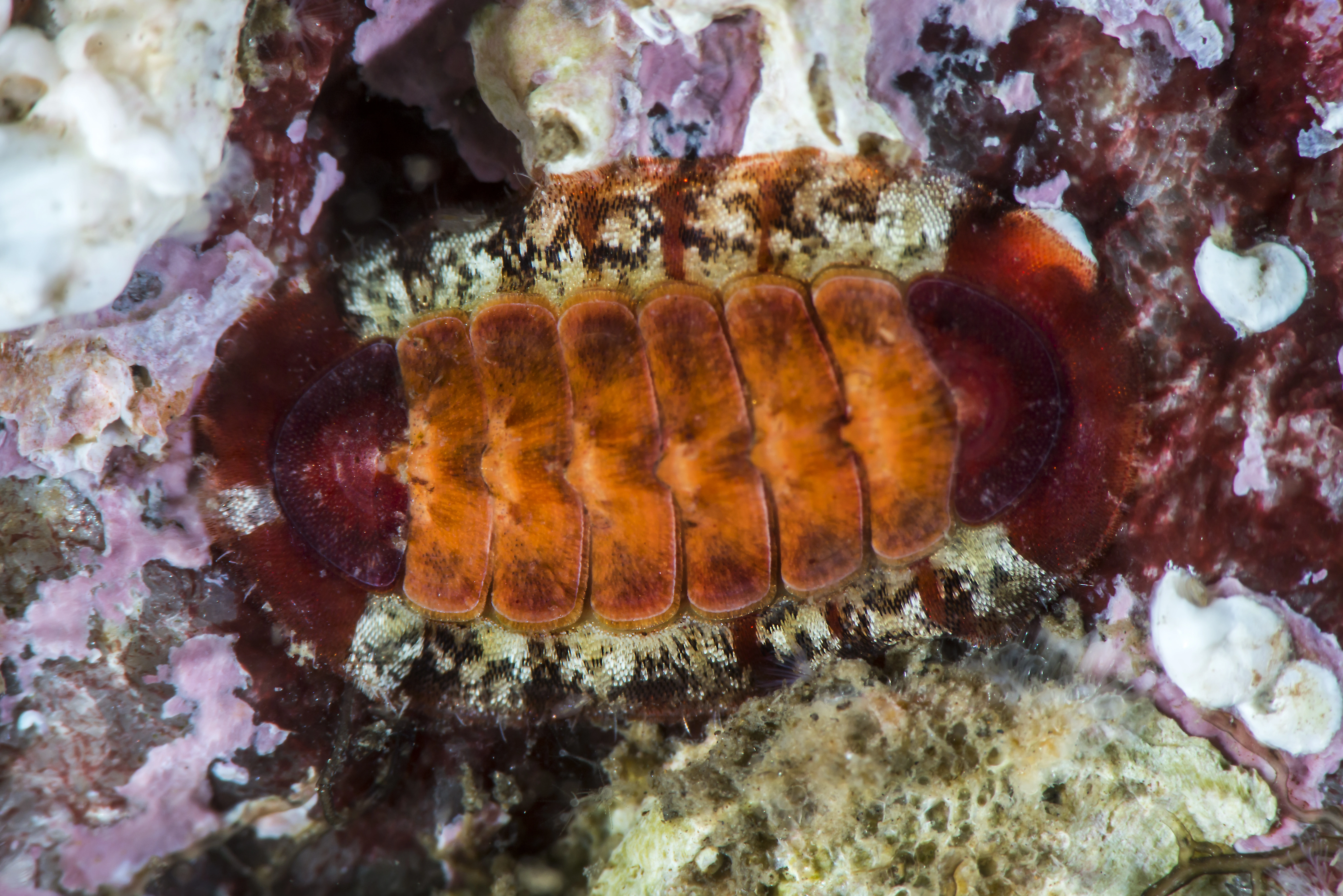 : Callochiton septemvalvis.