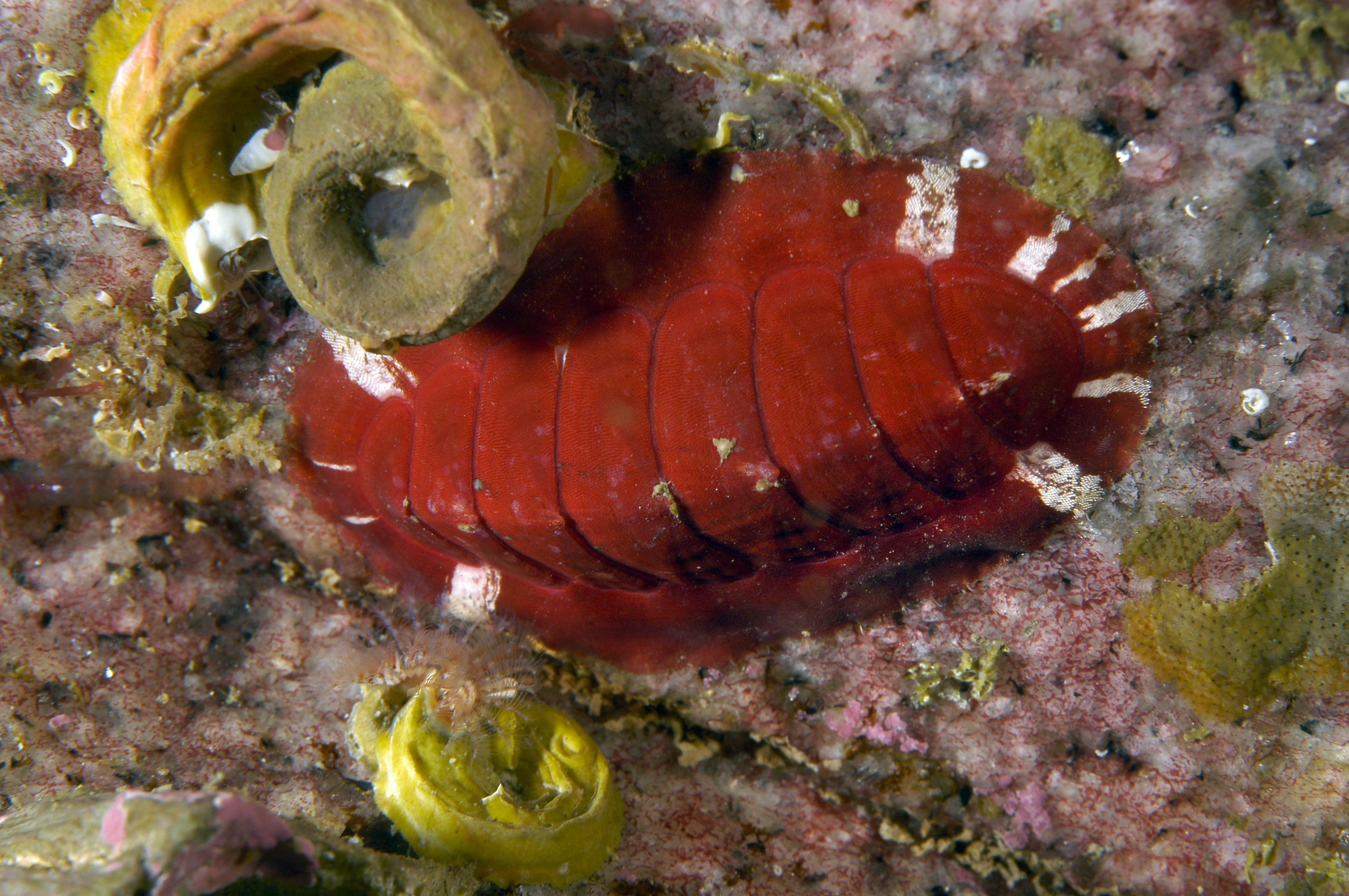 : Callochiton septemvalvis.