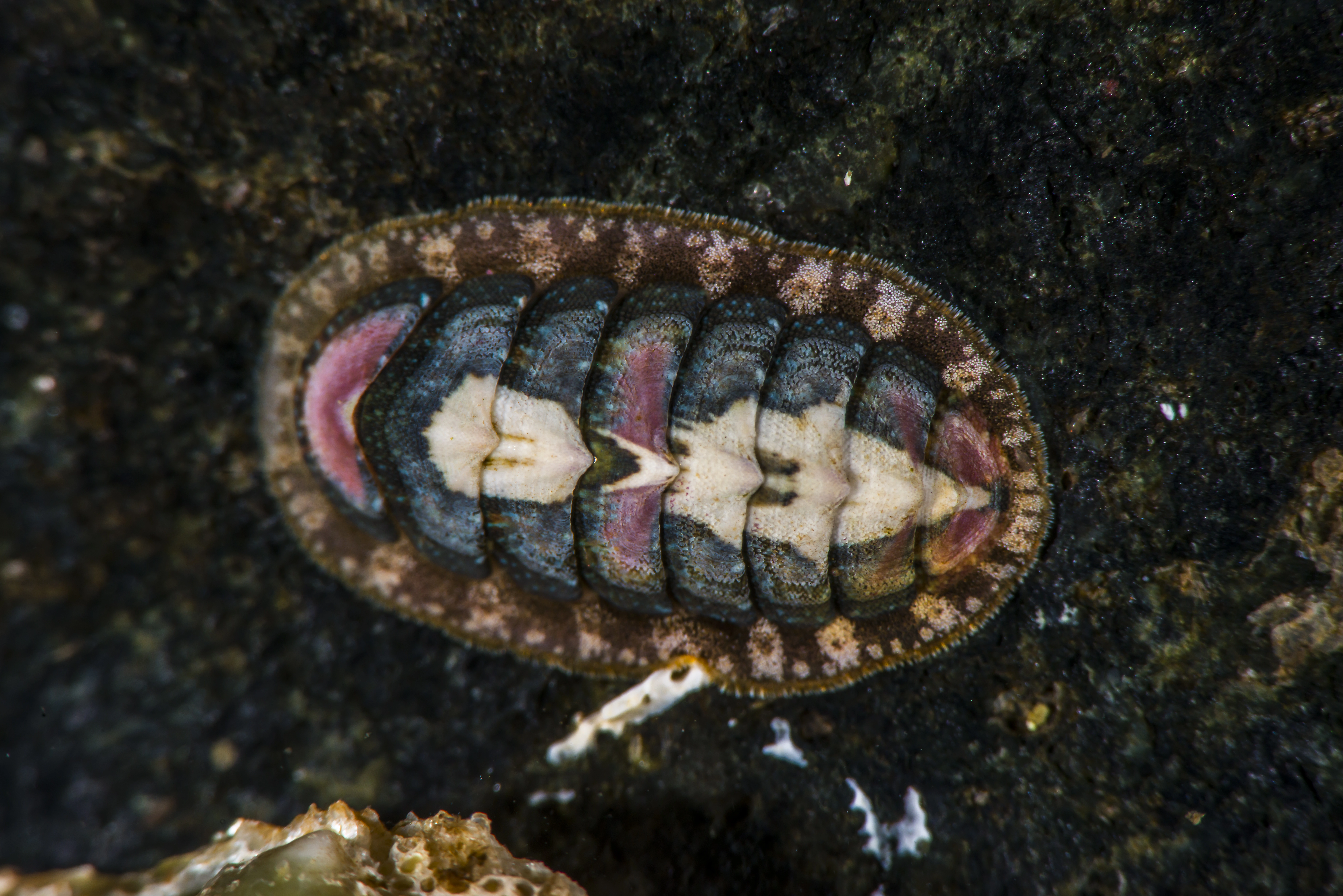 : Lepidochitona cinerea.