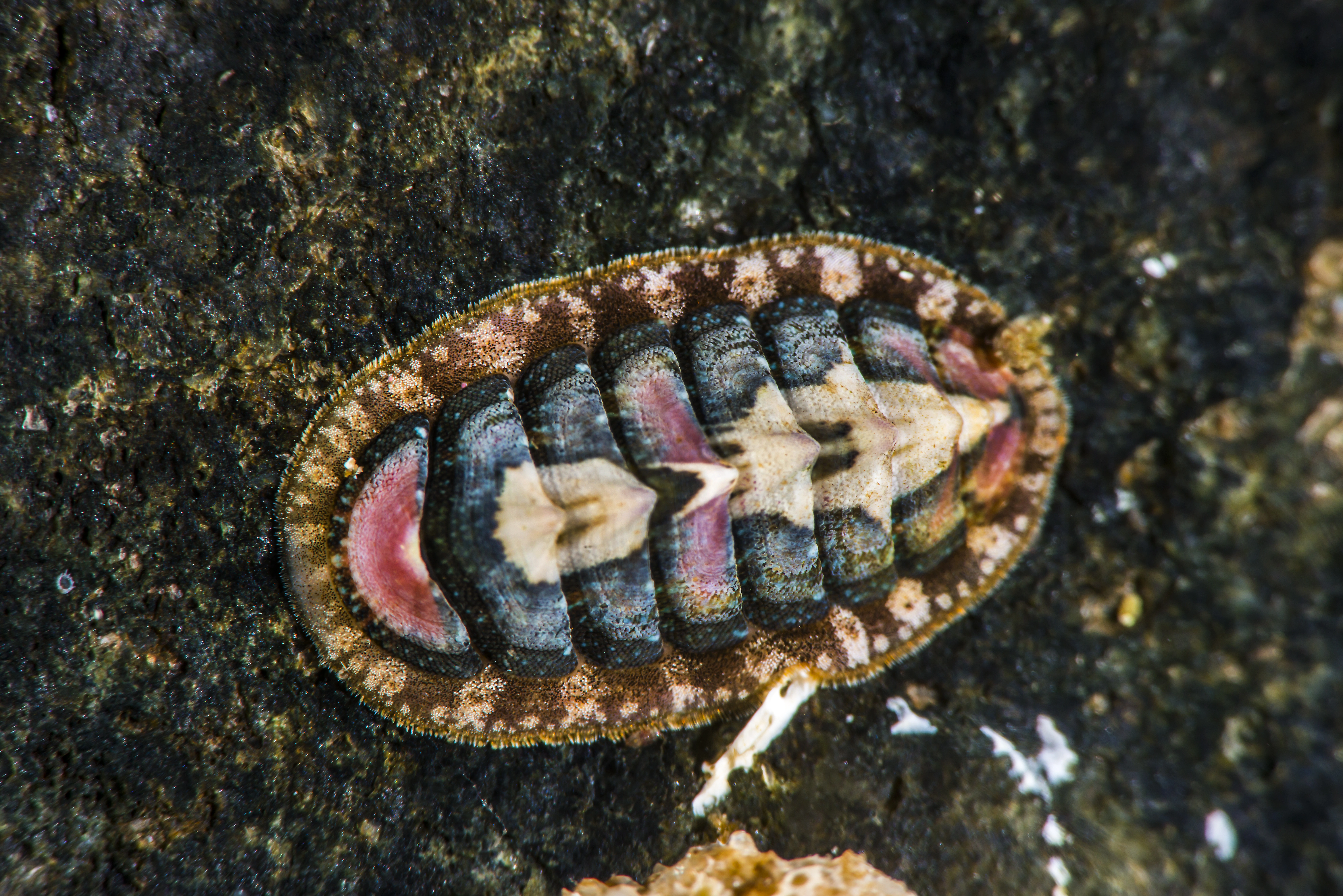 : Lepidochitona cinerea.