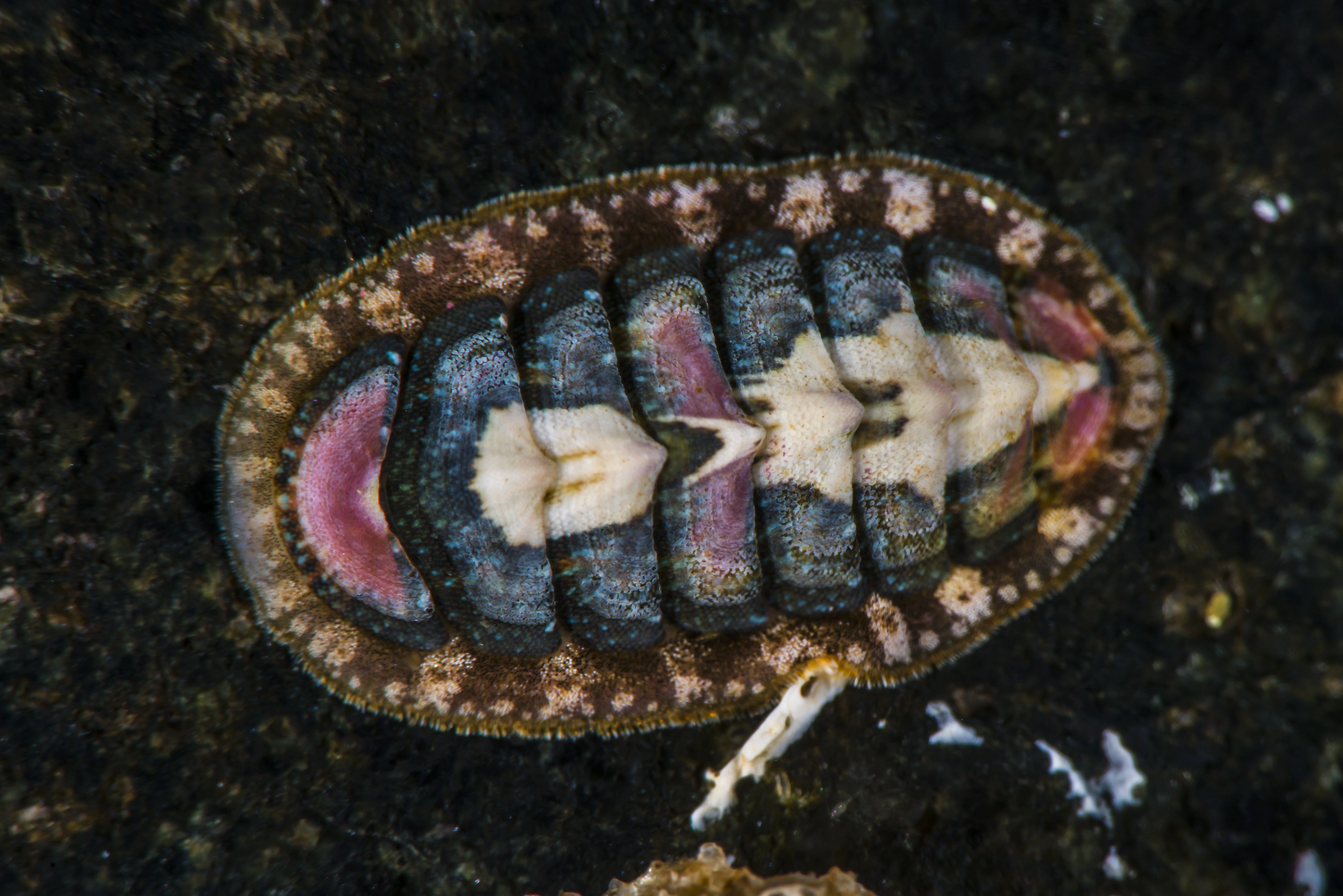 : Lepidochitona cinerea.