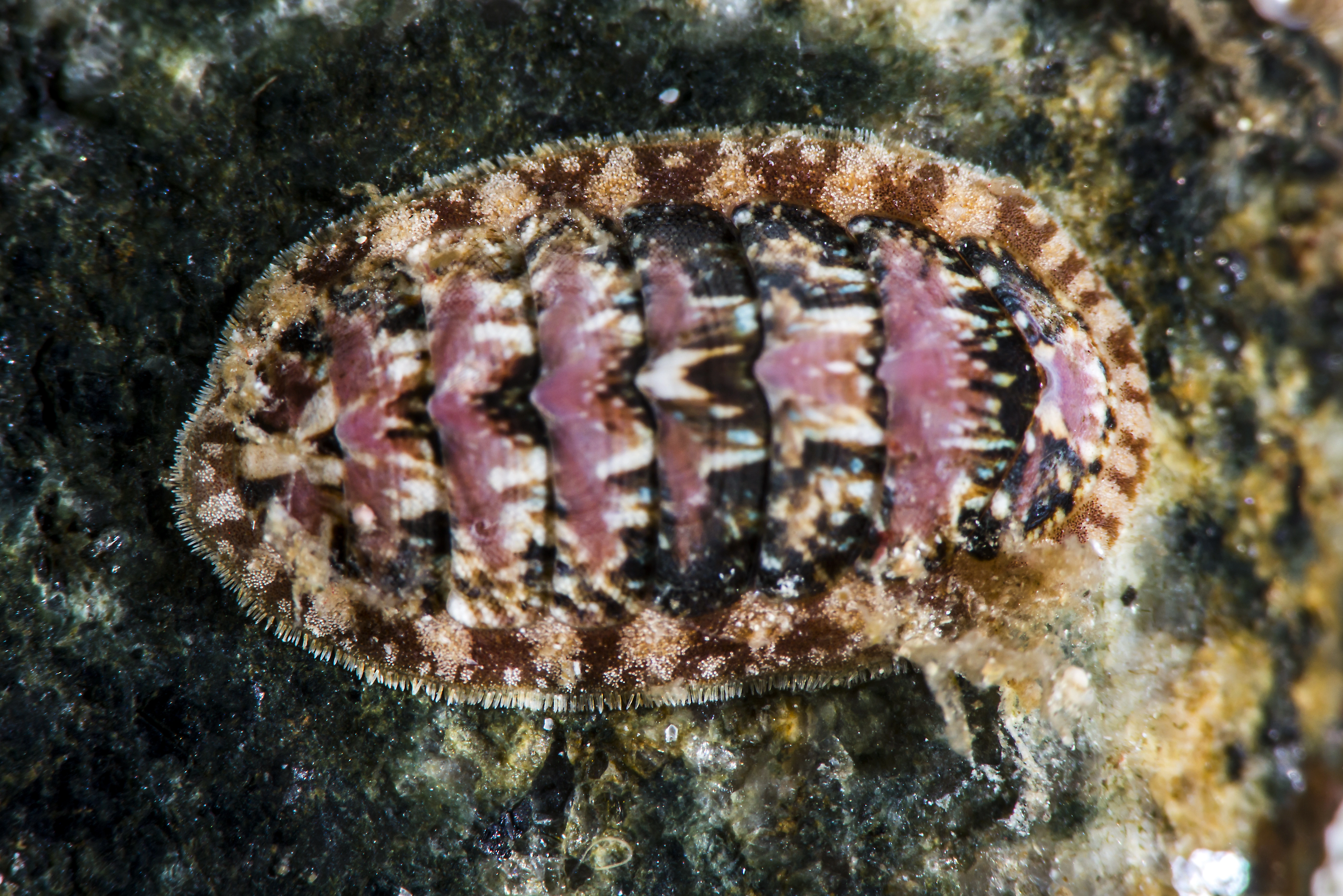 : Lepidochitona cinerea.