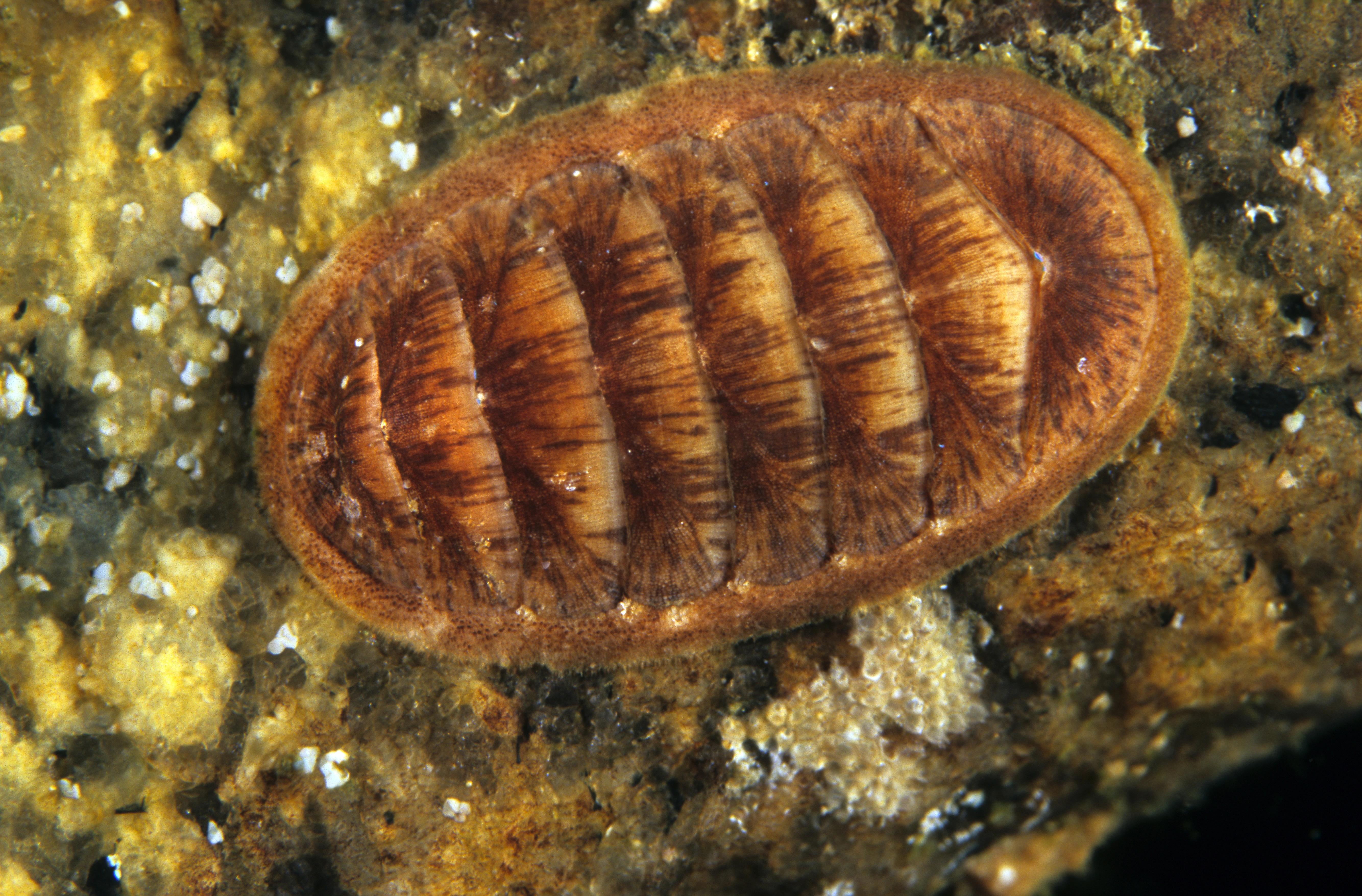 : Leptochiton asellus.