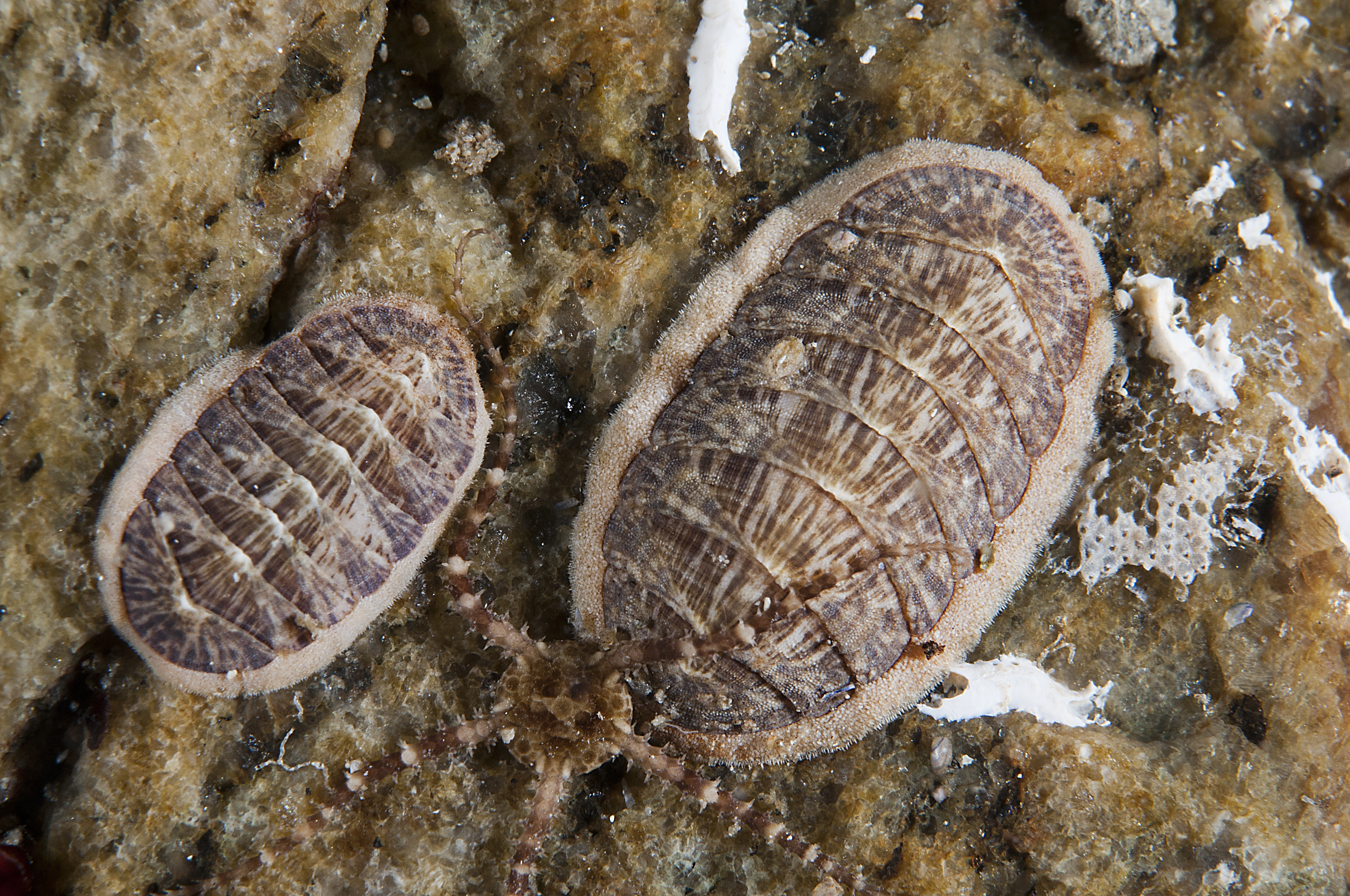 : Leptochiton asellus.