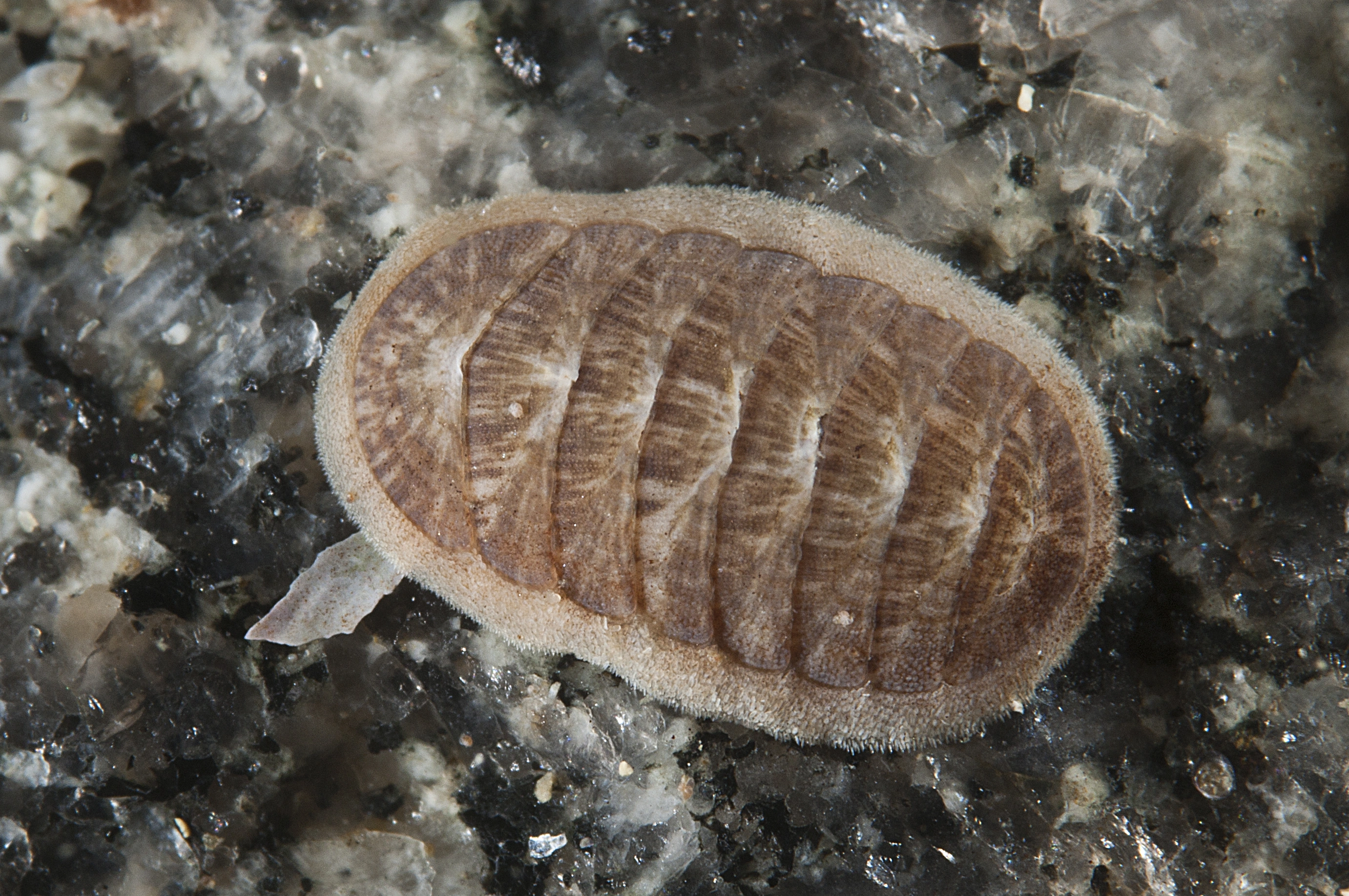 : Leptochiton asellus.