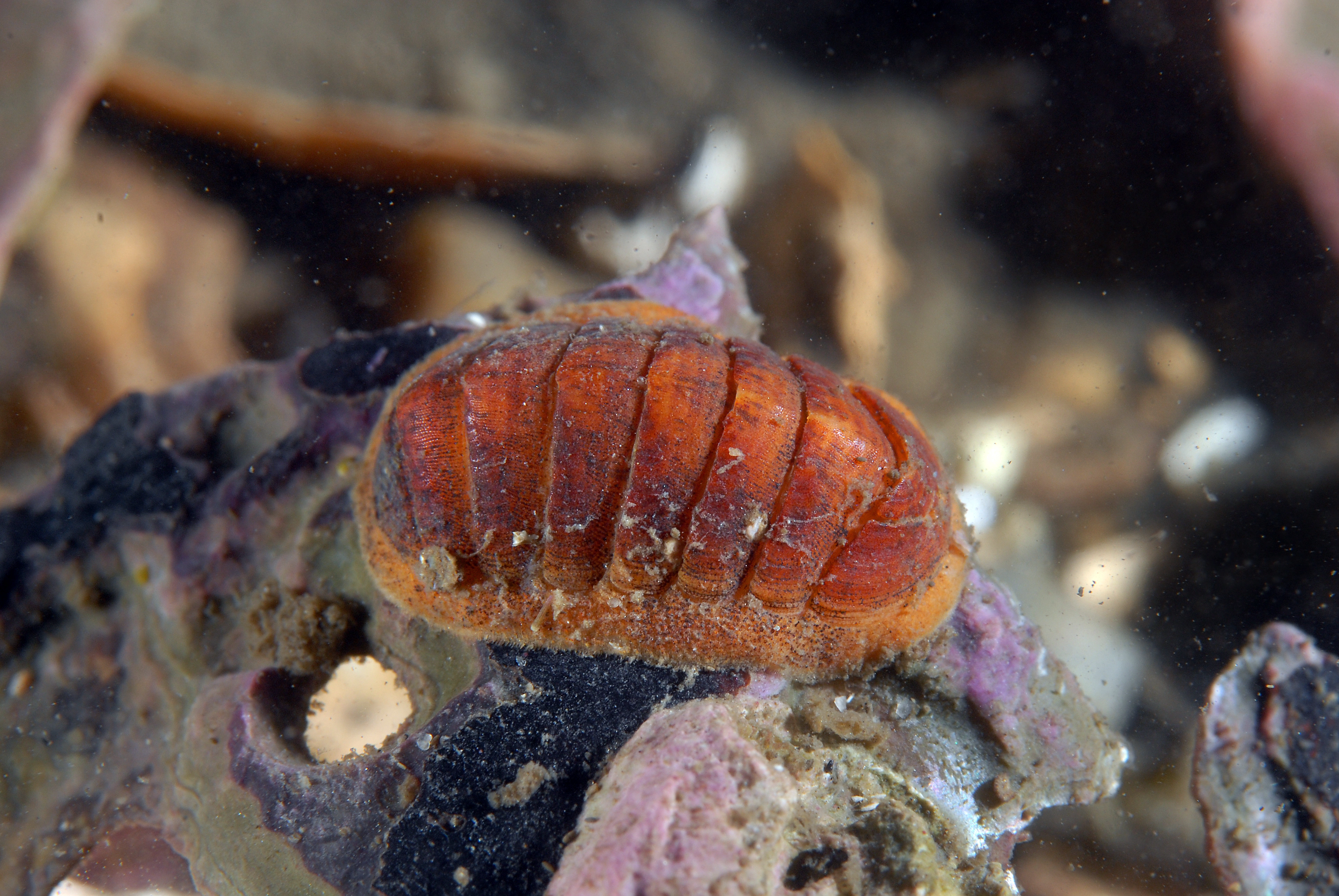 : Leptochiton asellus.