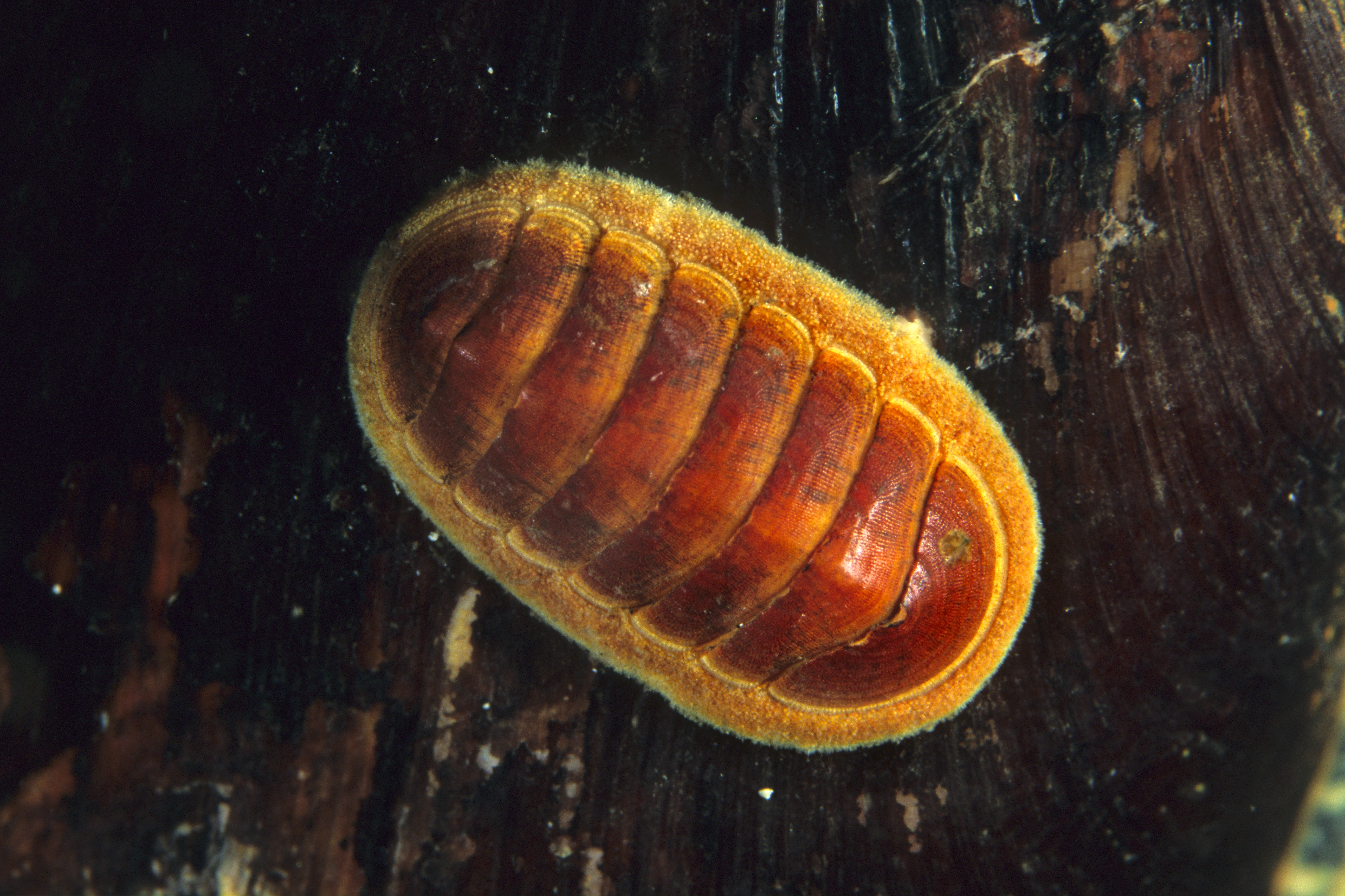 : Leptochiton asellus.