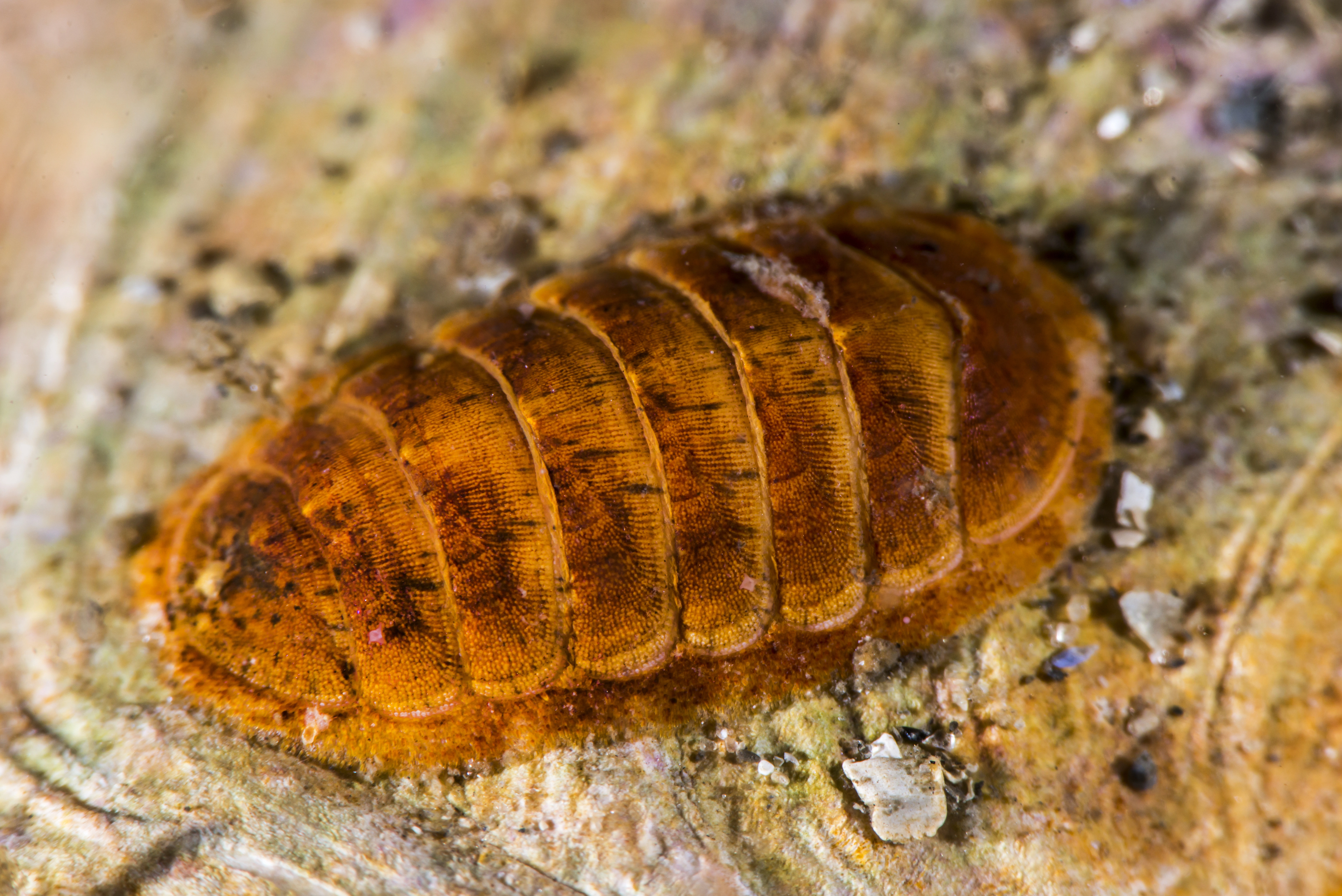 : Leptochiton asellus.