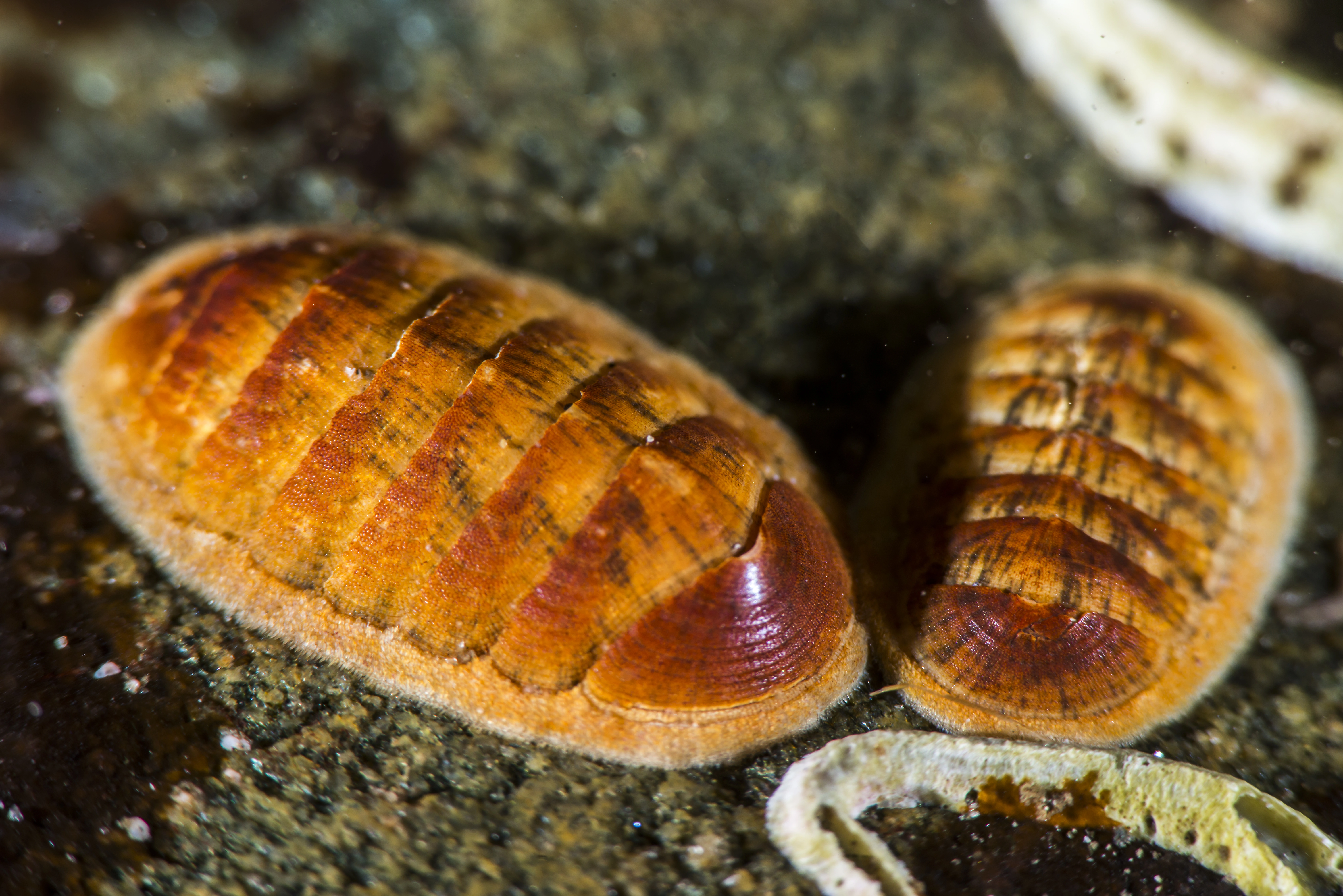 : Leptochiton asellus.