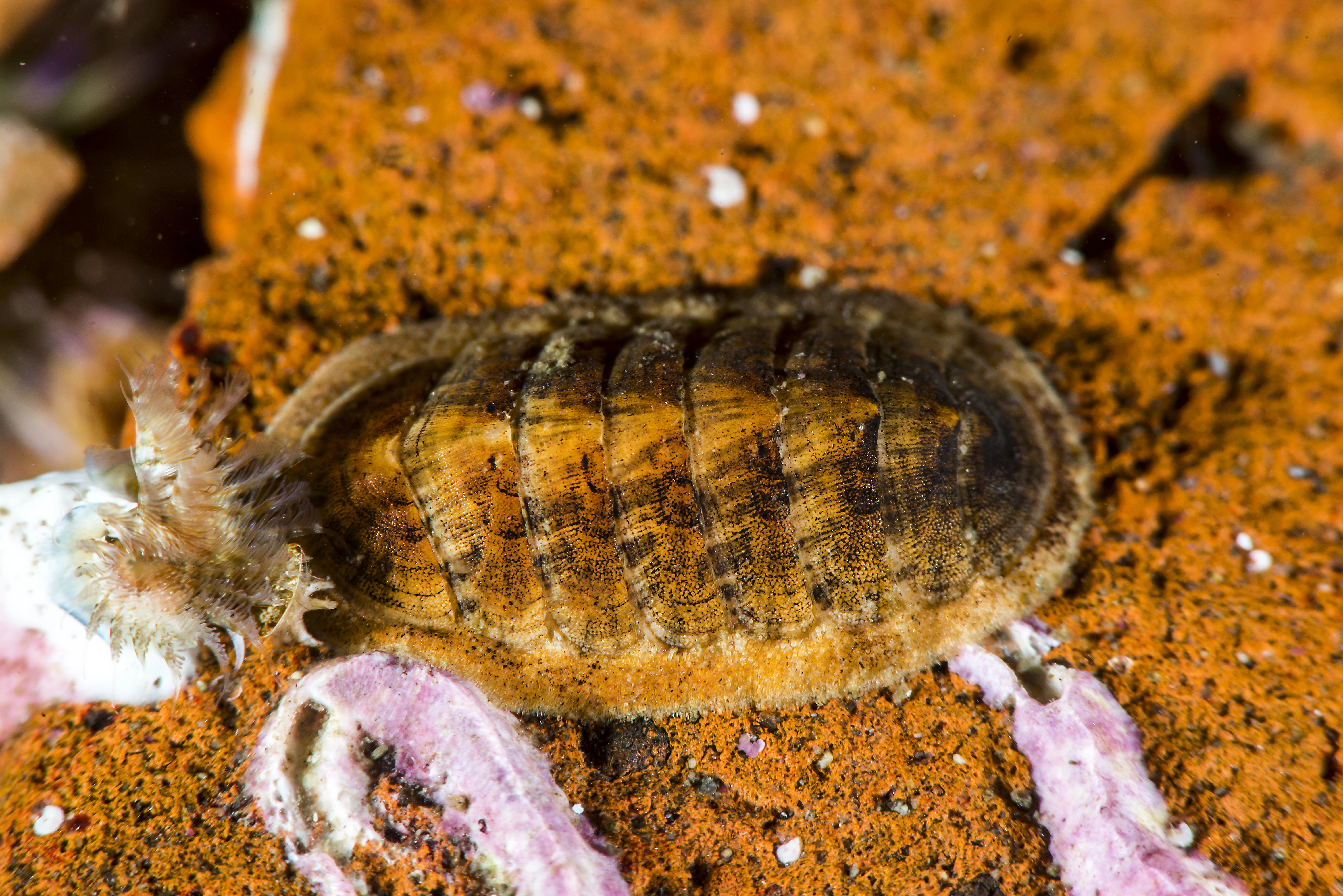 : Leptochiton asellus.