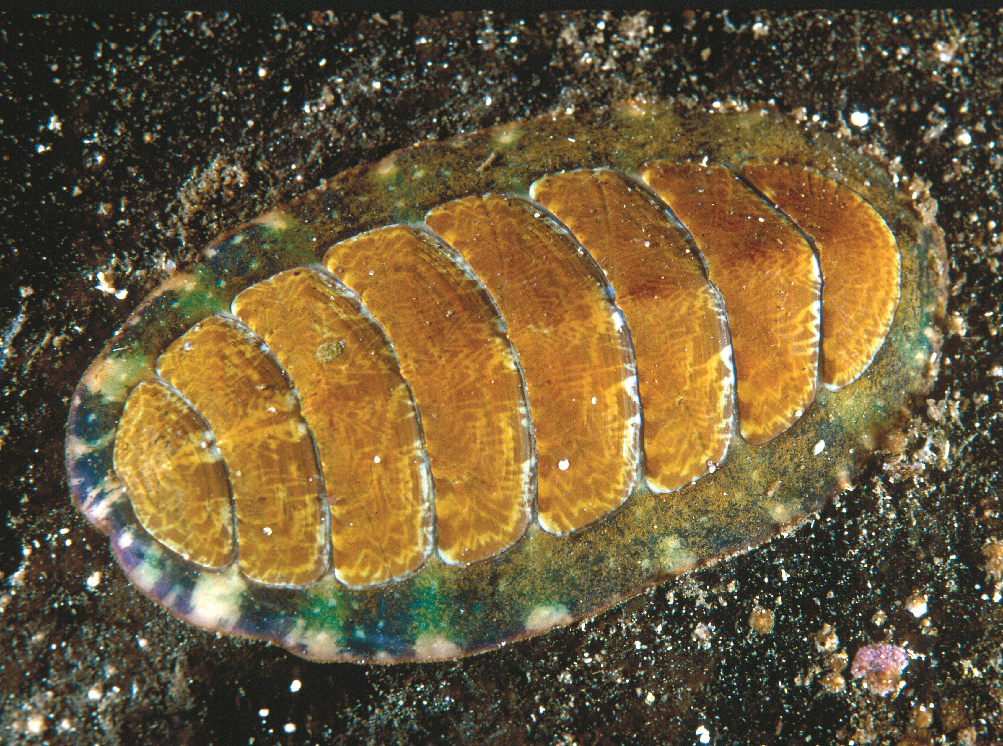 : Tonicella marmorea.