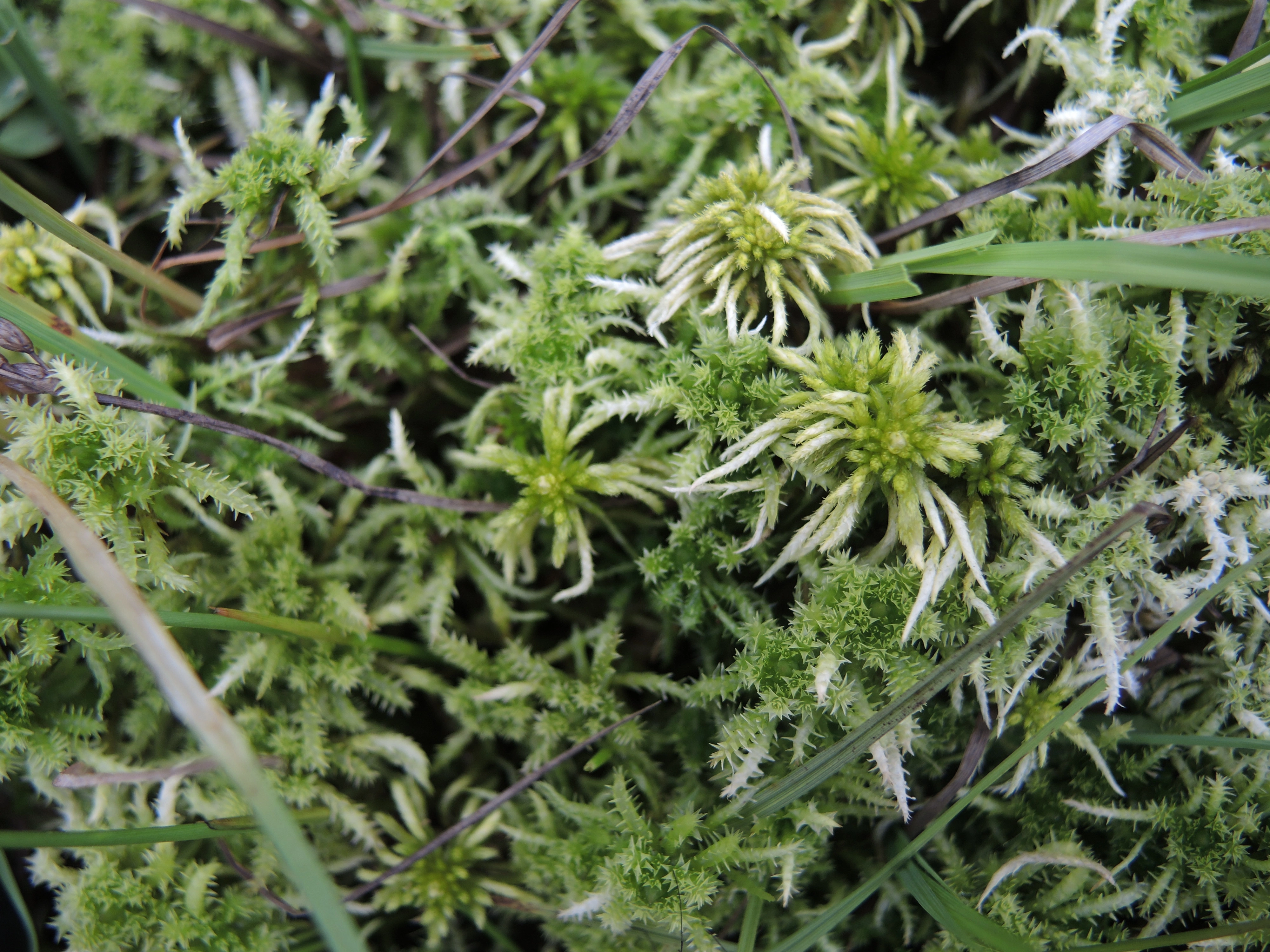 : Sphagnum (Acutifolia) teres.