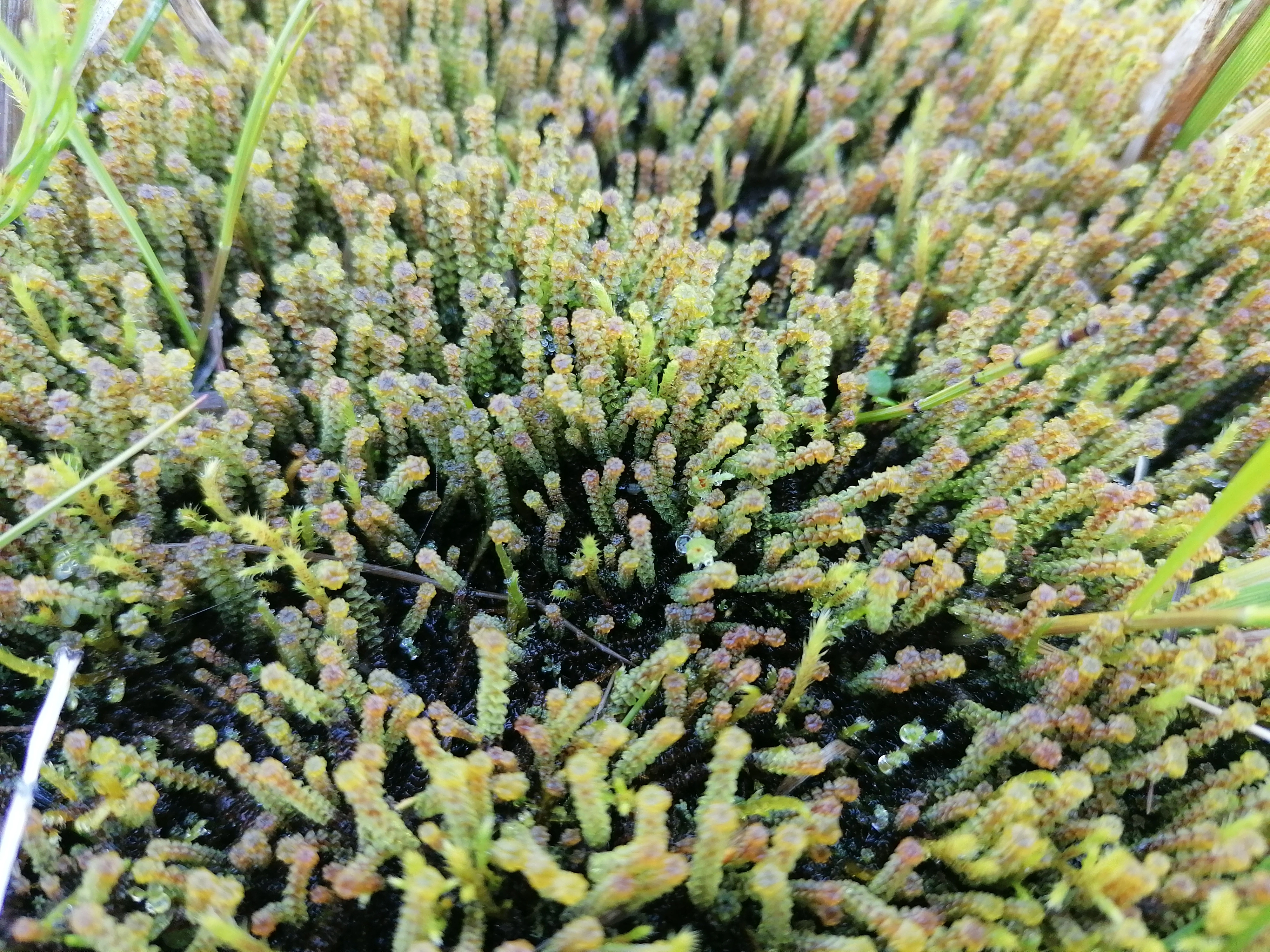 : Paludella squarrosa.