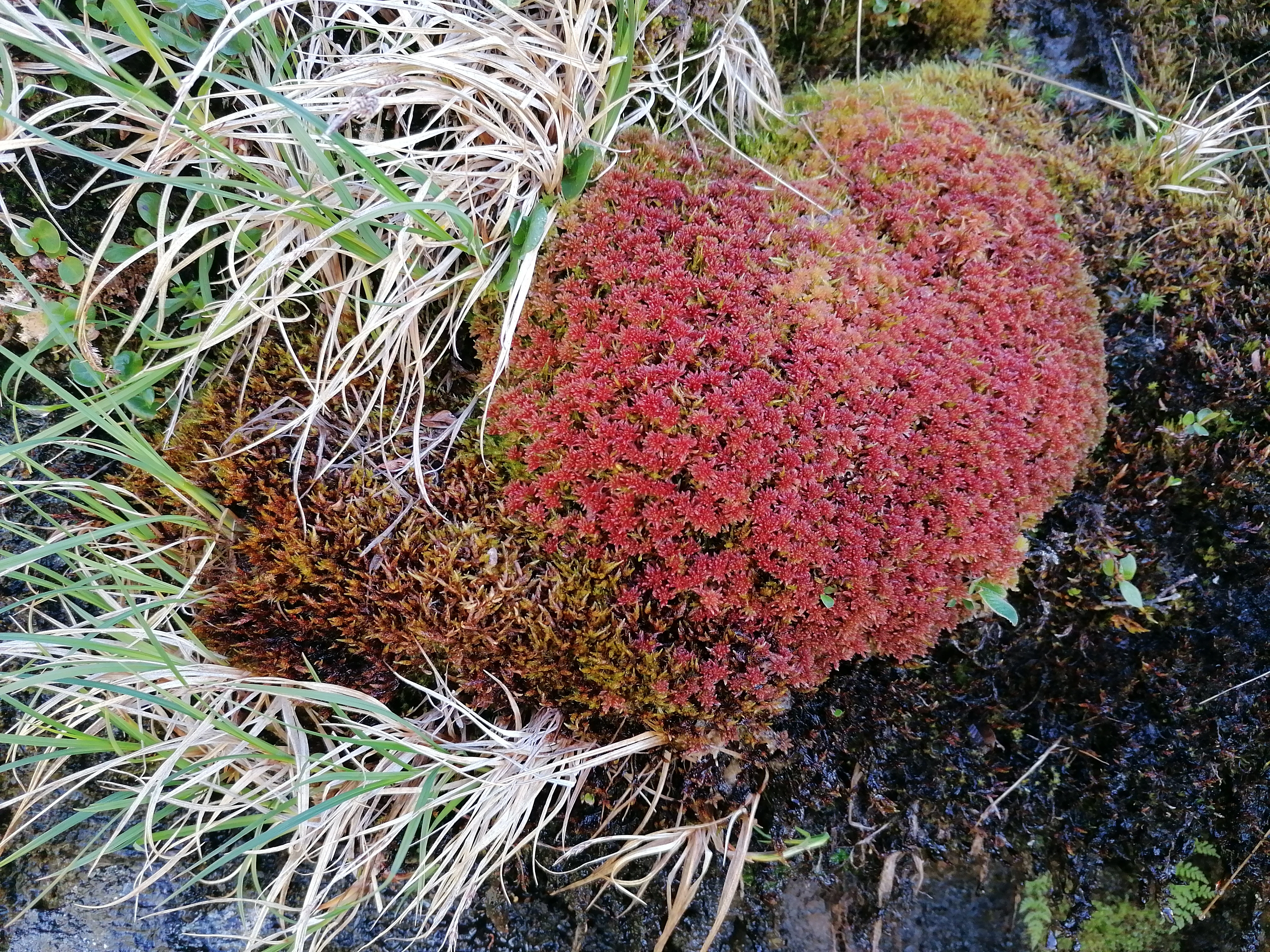 : Sphagnum warnstorfii.