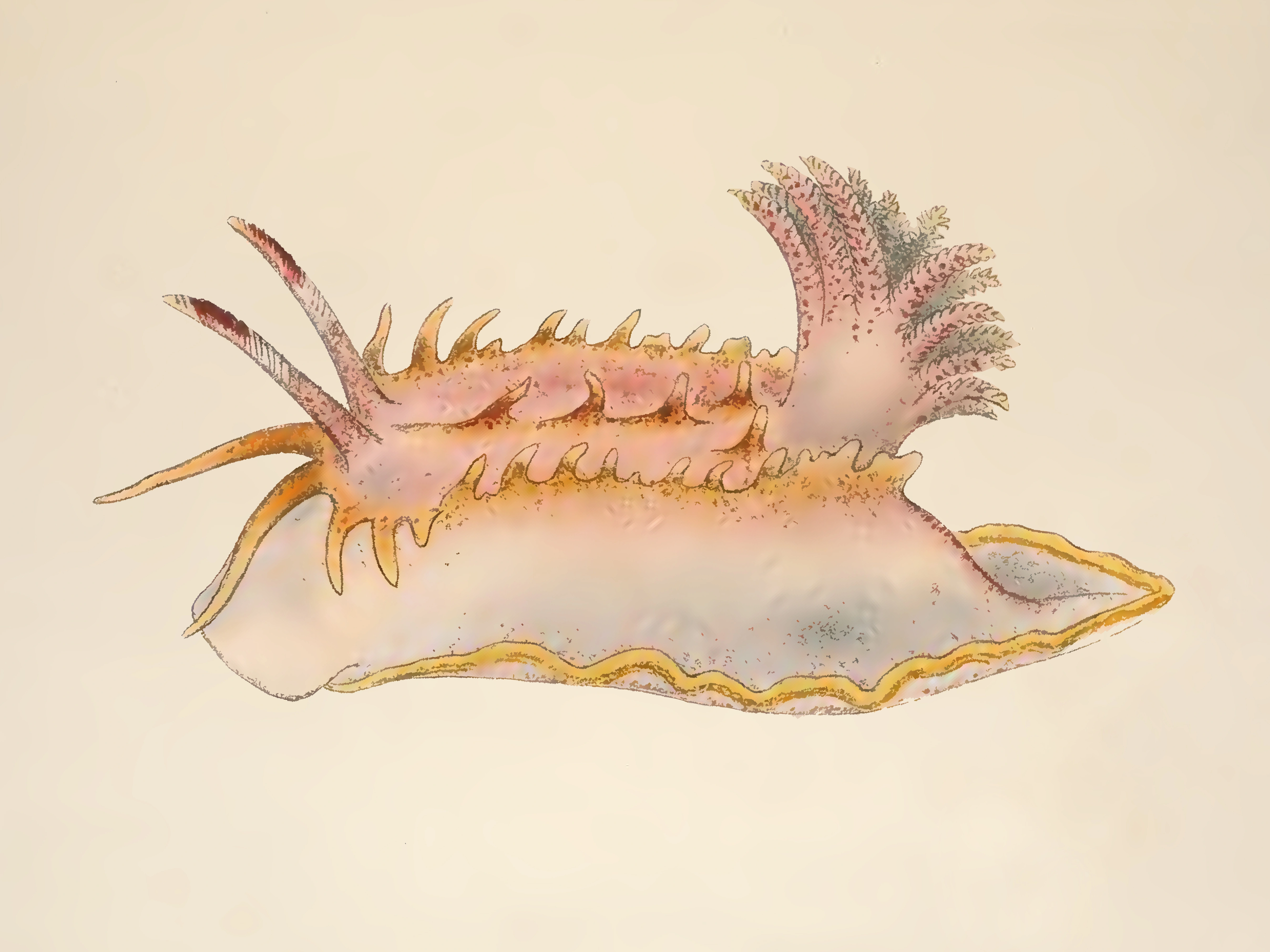 : Okenia elegans.