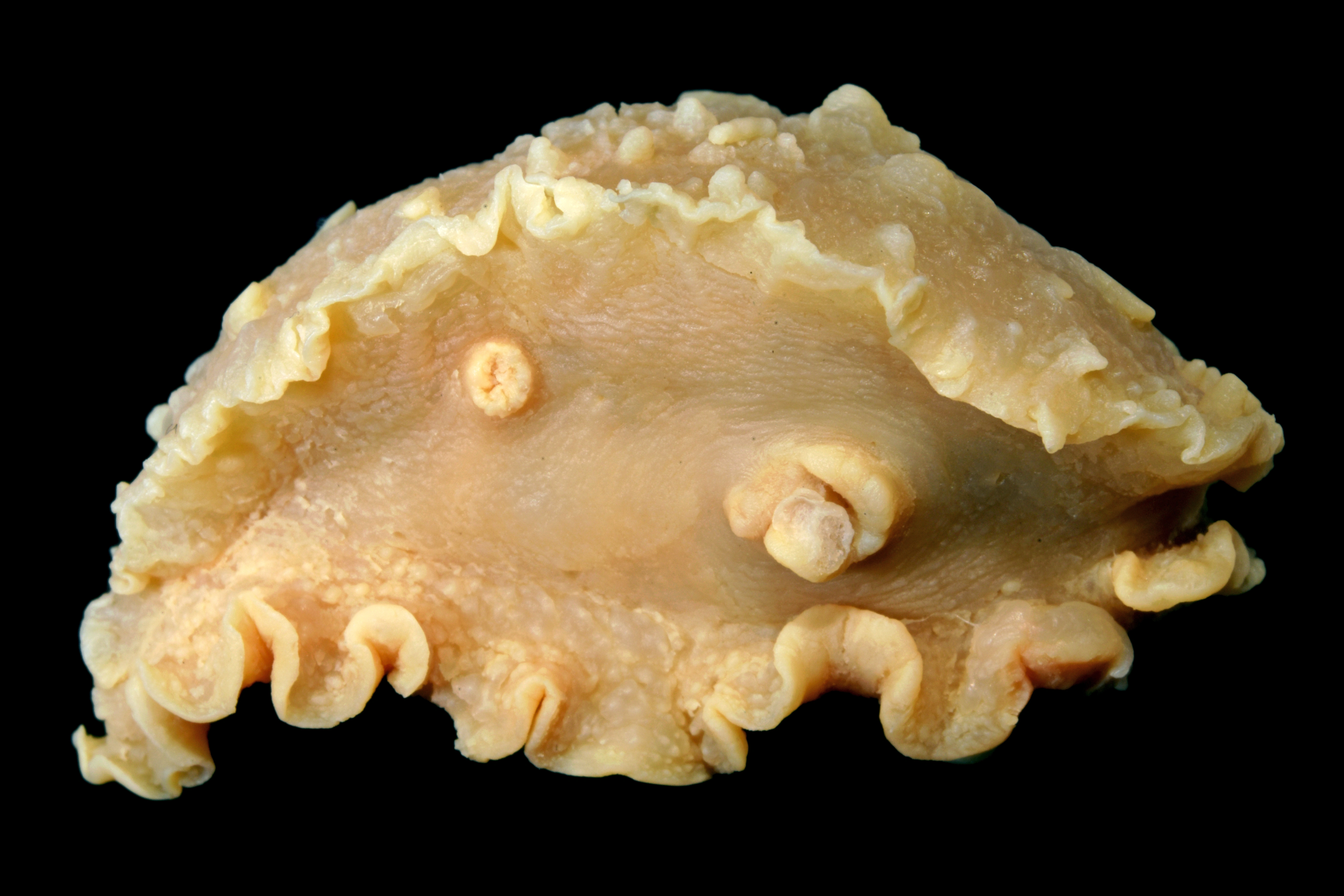 : Heterodoris robusta.