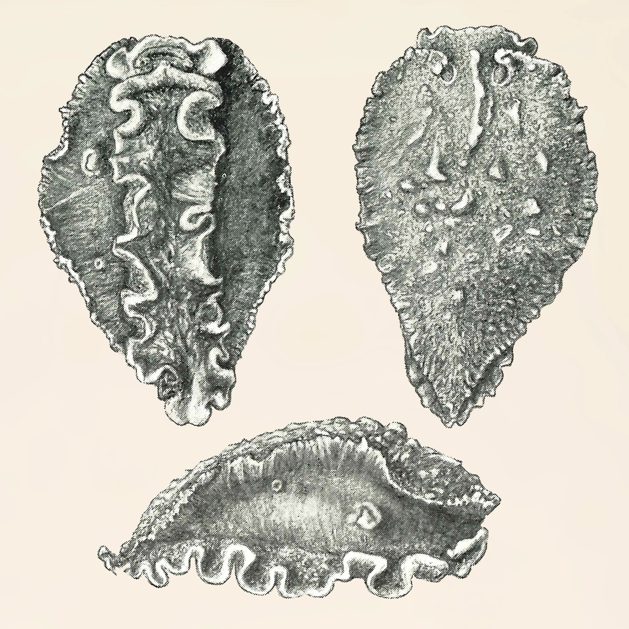 : Heterodoris robusta.