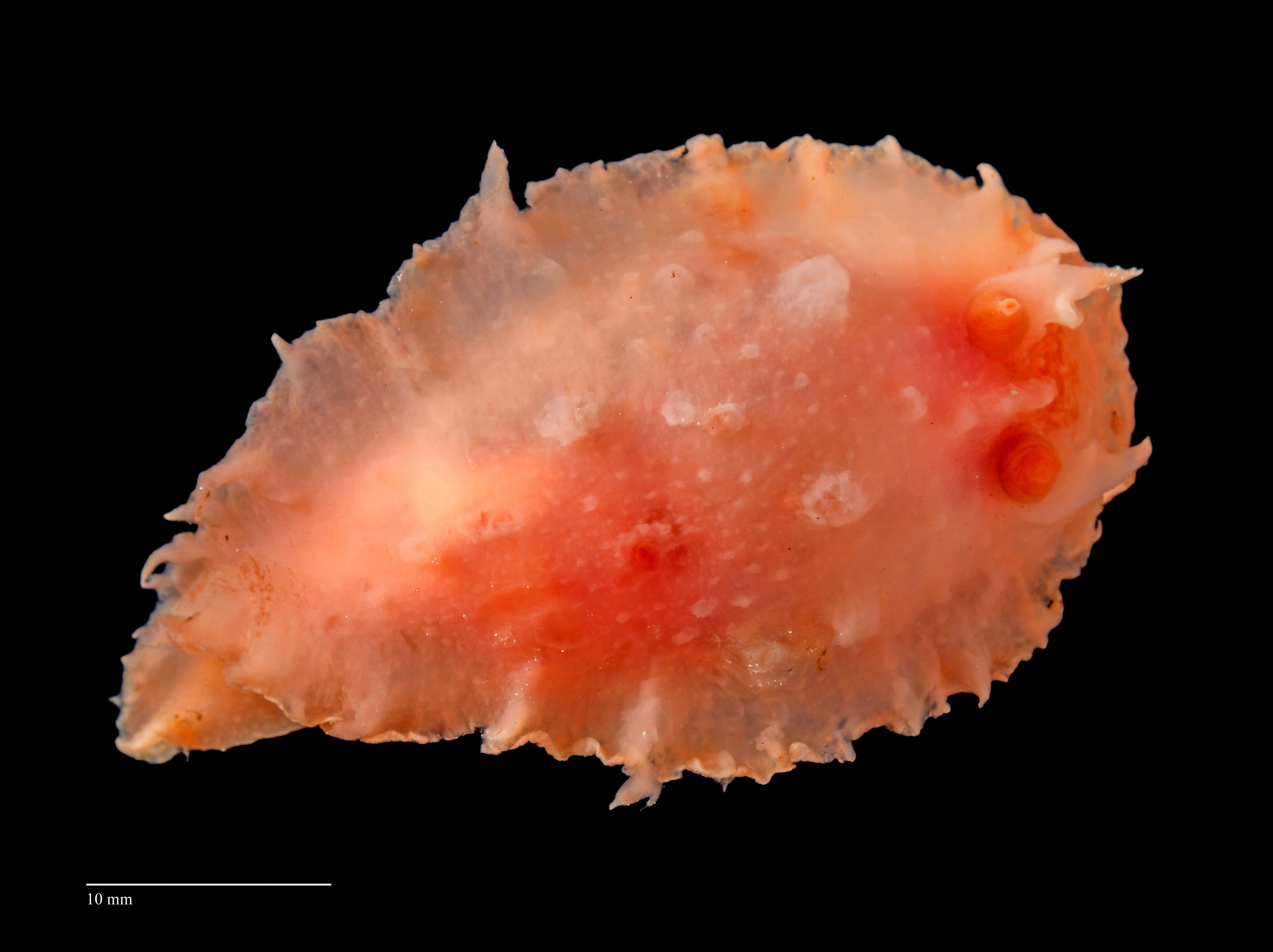 : Heterodoris robusta.