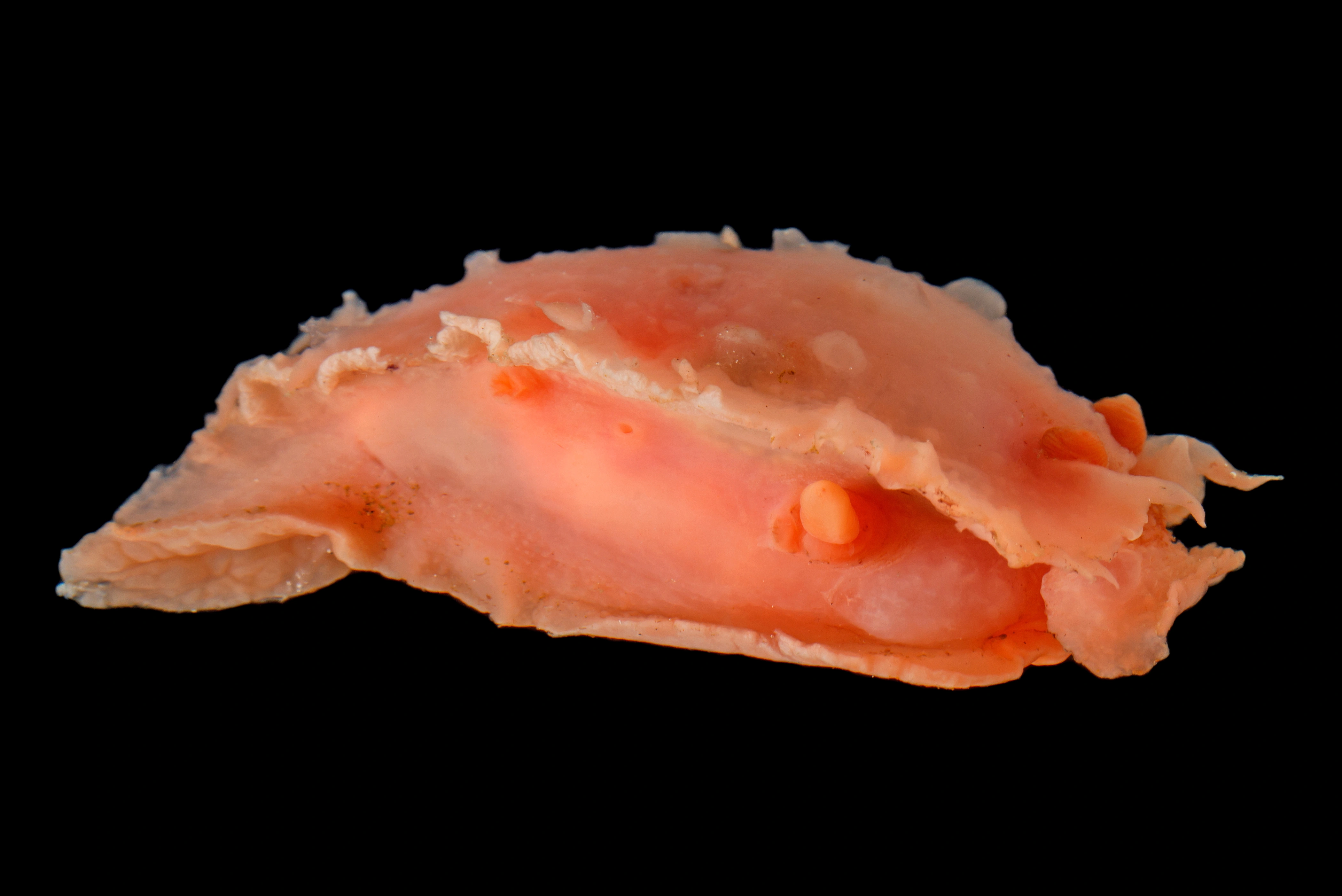 : Heterodoris robusta.