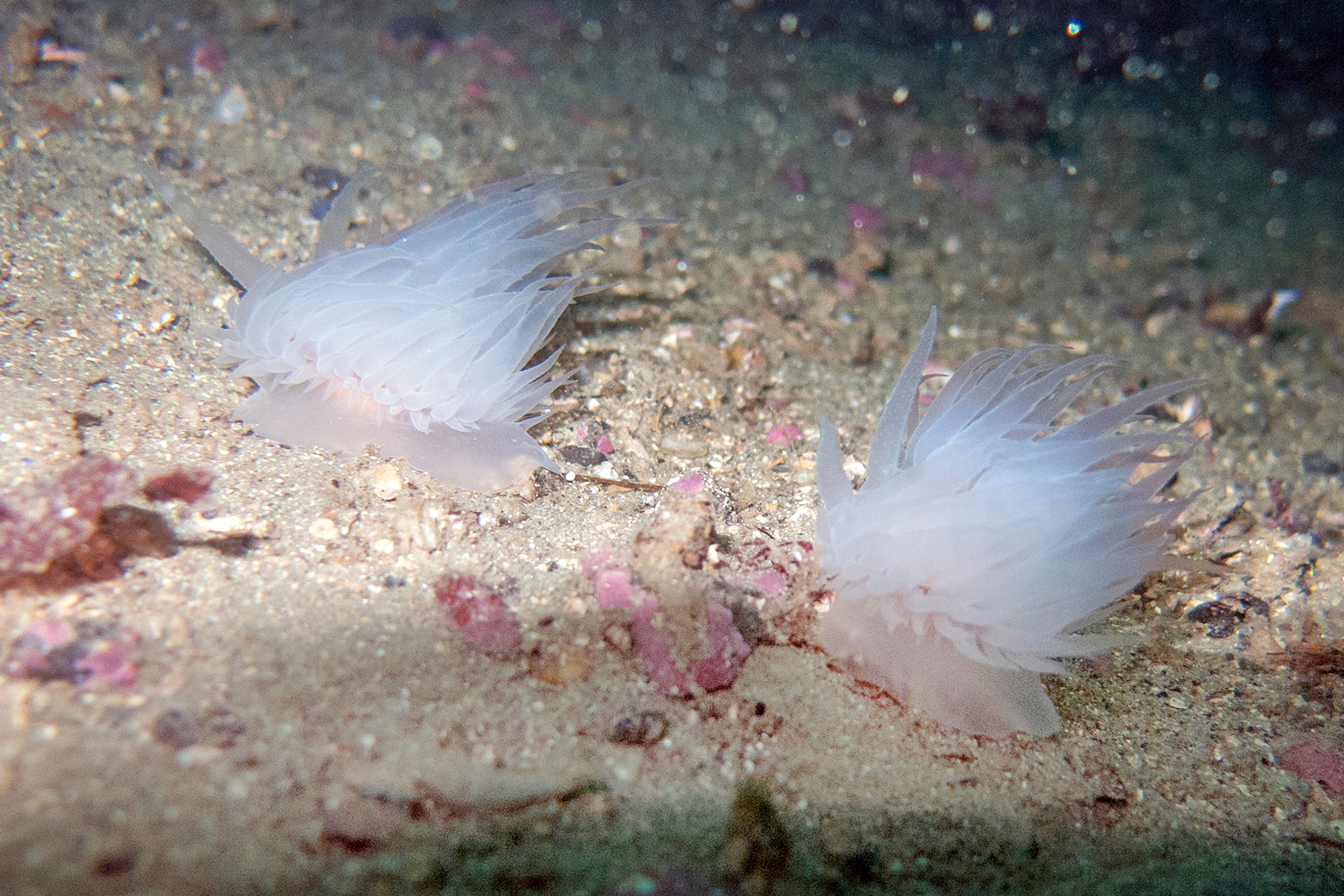 : Goniaeolis typica.