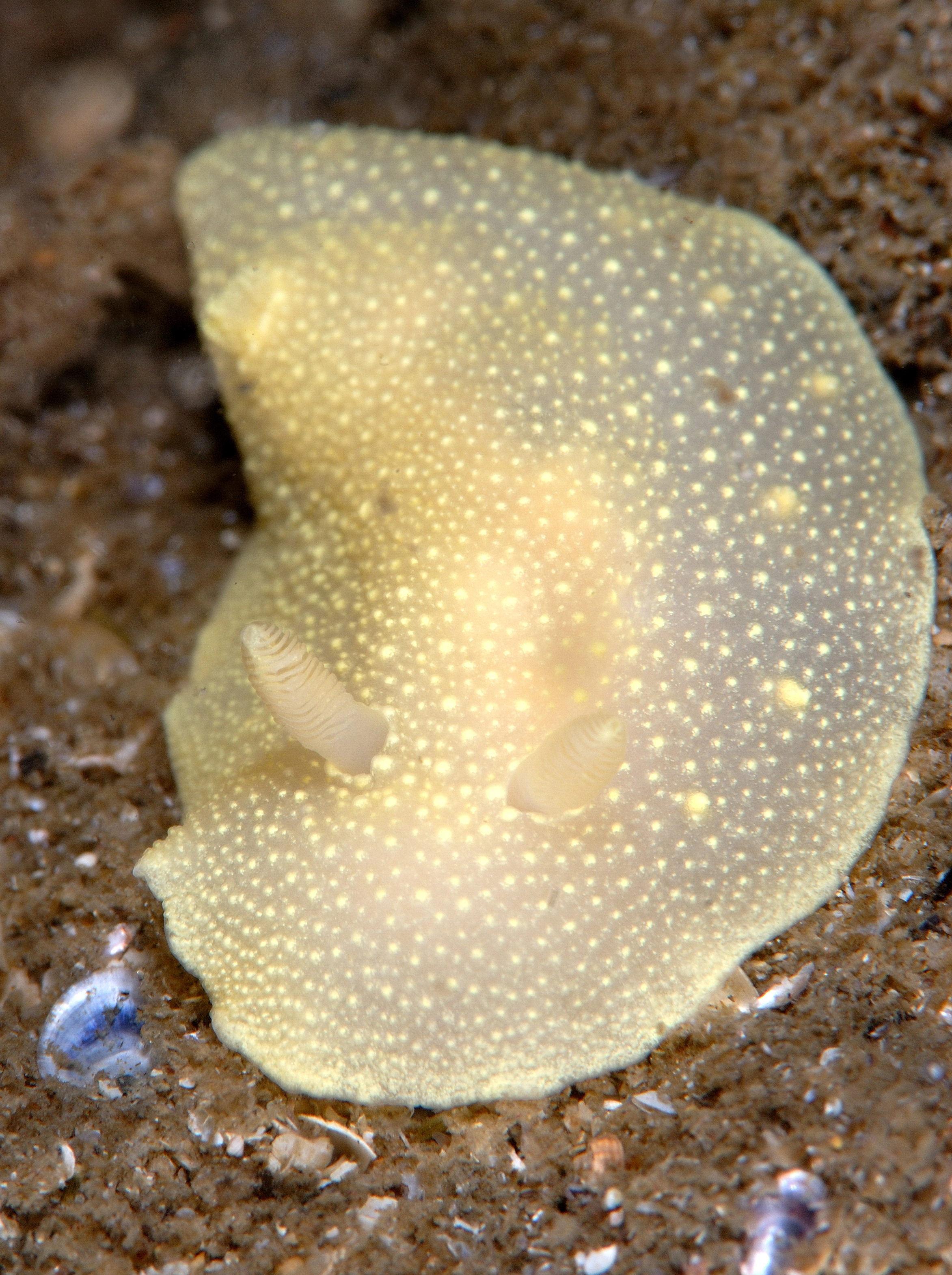 : Cadlina laevis.