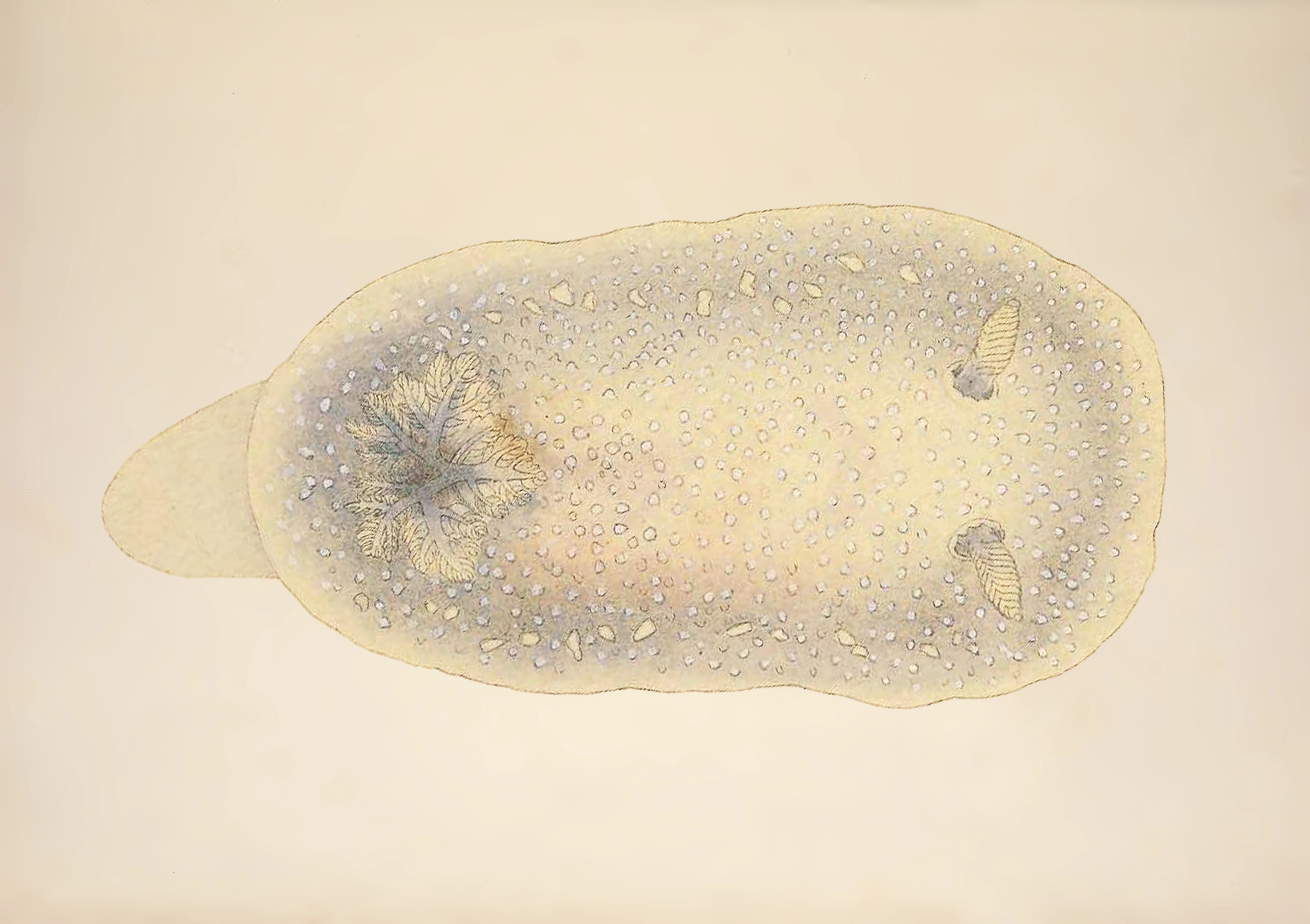 : Cadlina laevis.