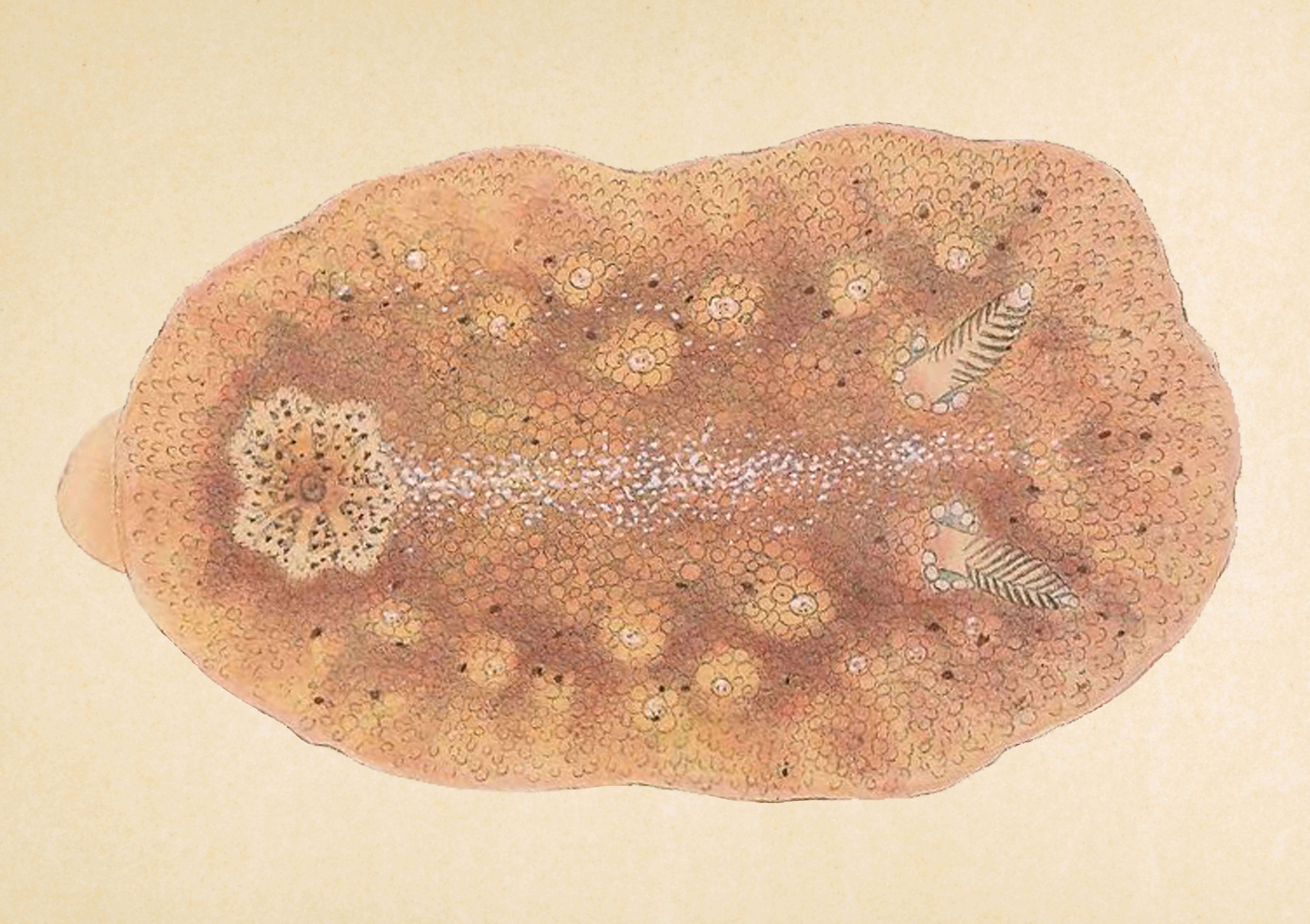 : Geitodoris planata.