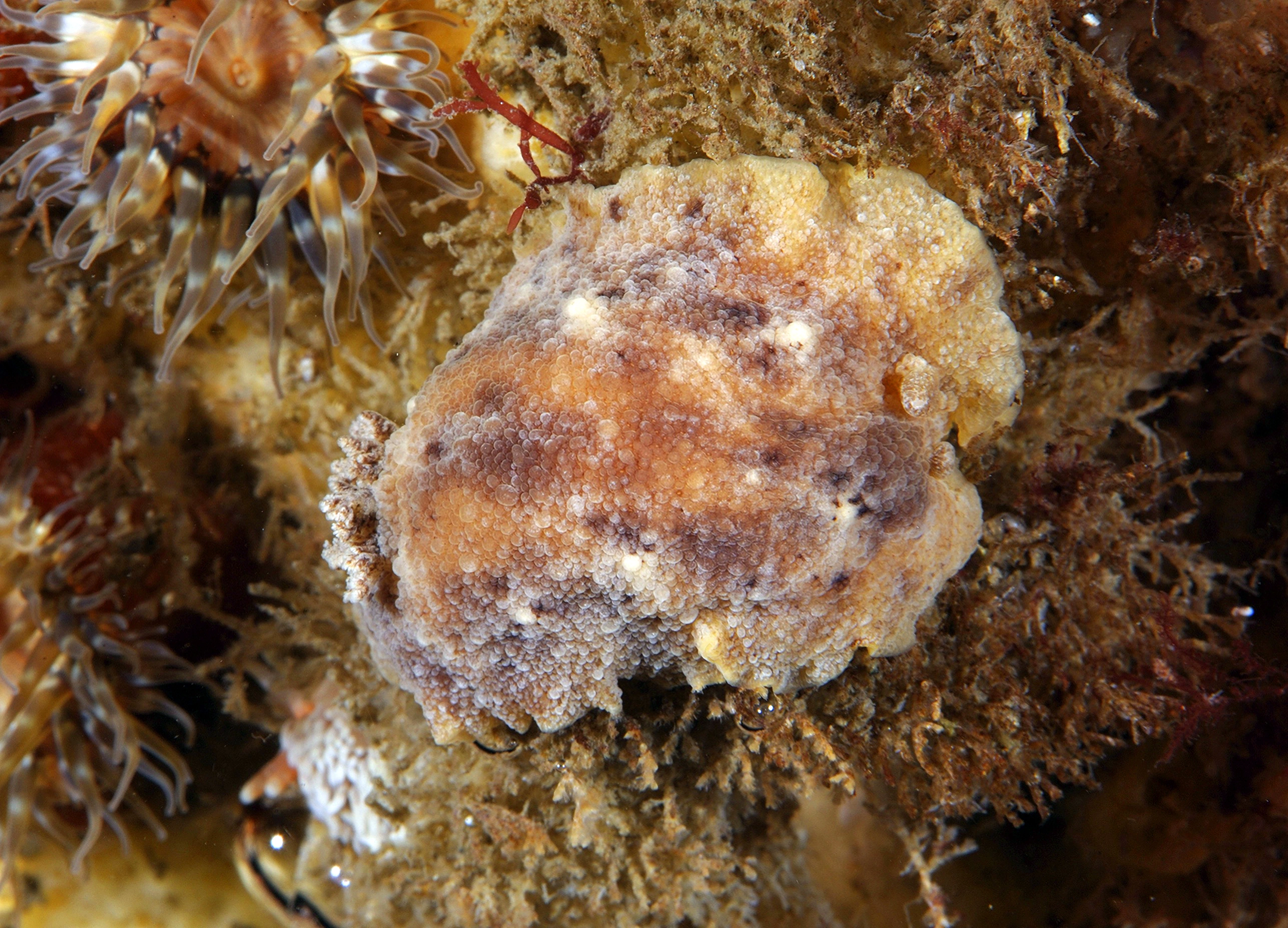 : Geitodoris planata.