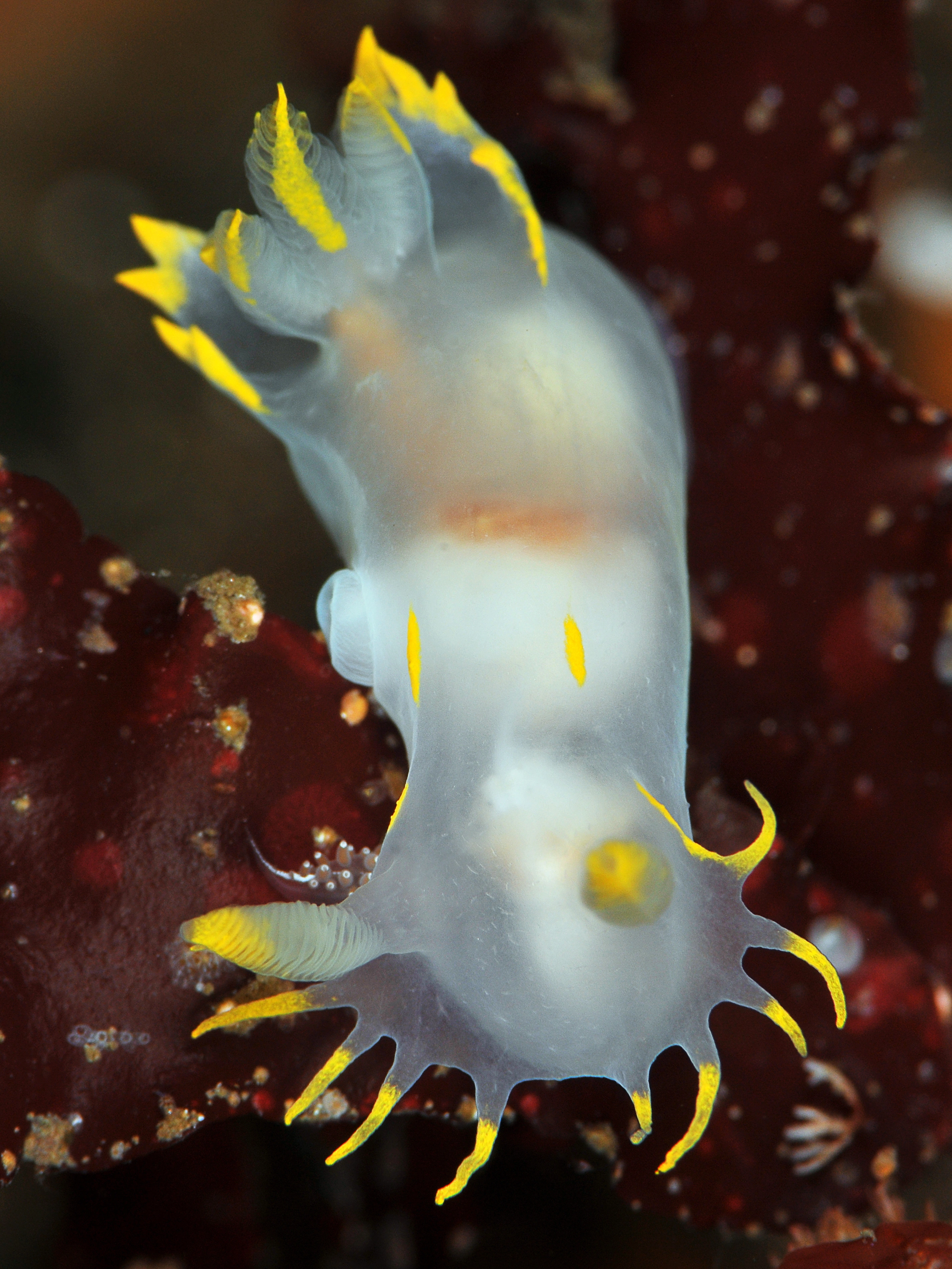 : Polycera faeroensis.