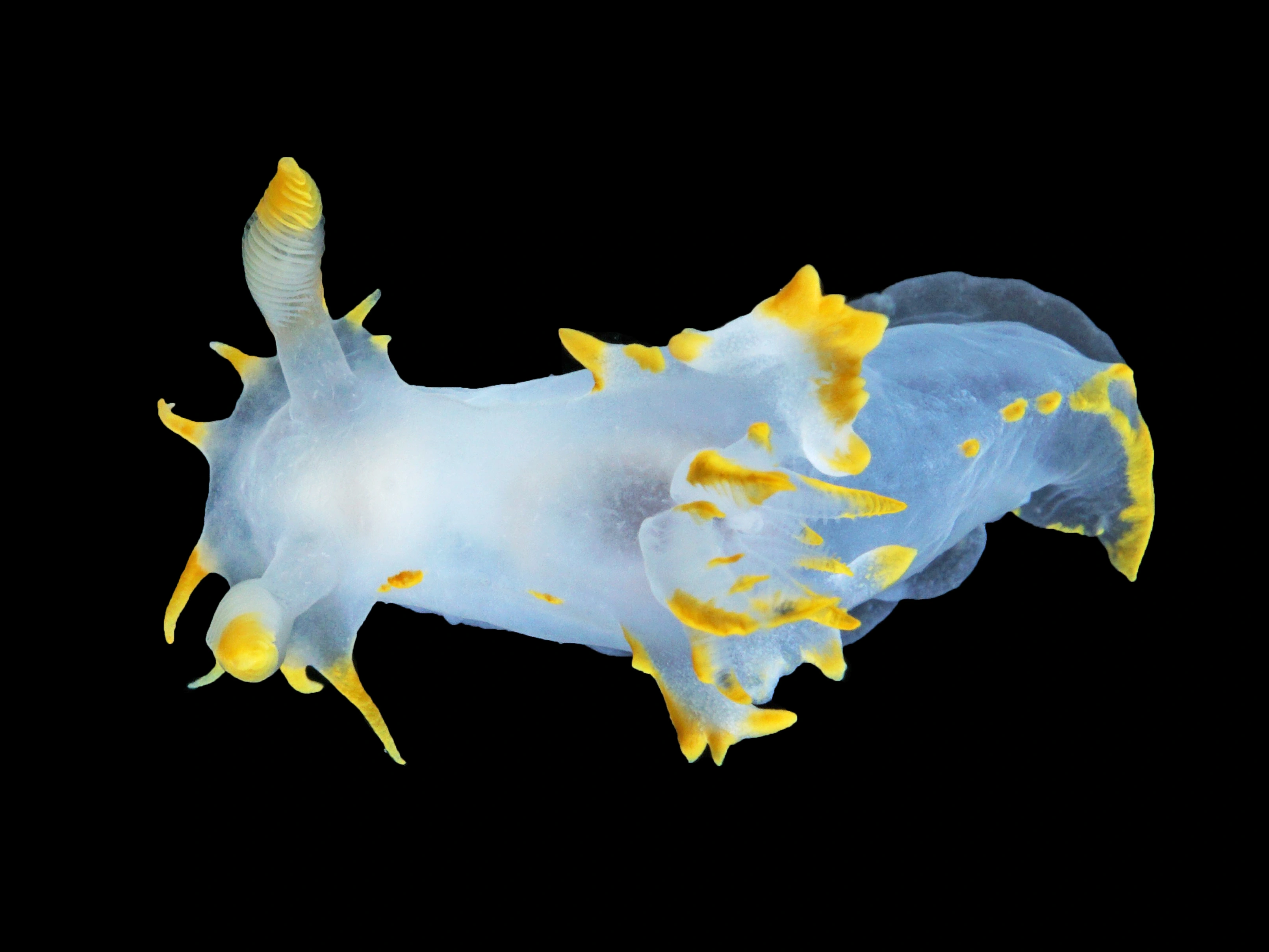 : Polycera faeroensis.