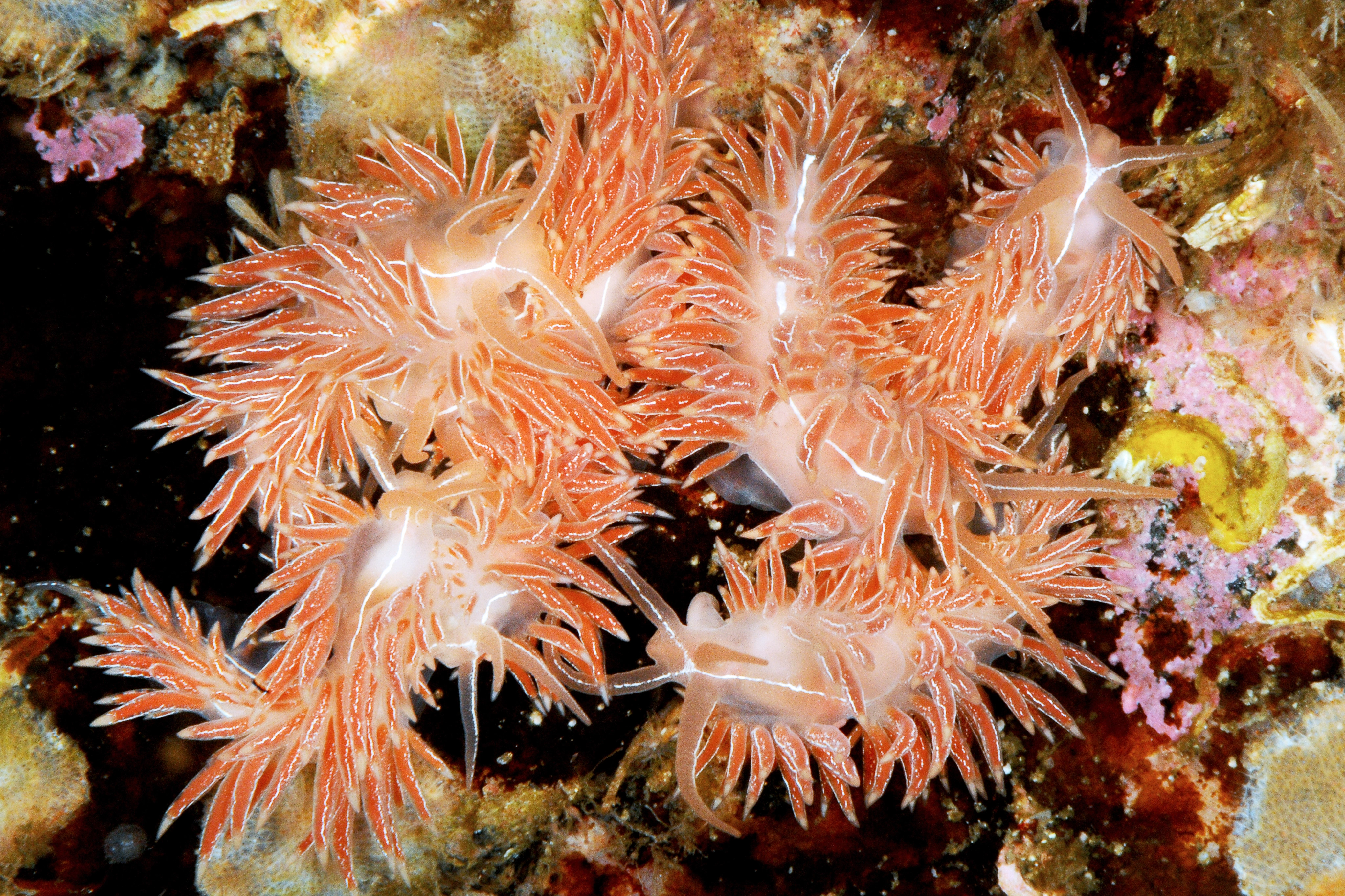 : Coryphella chriskaugei.