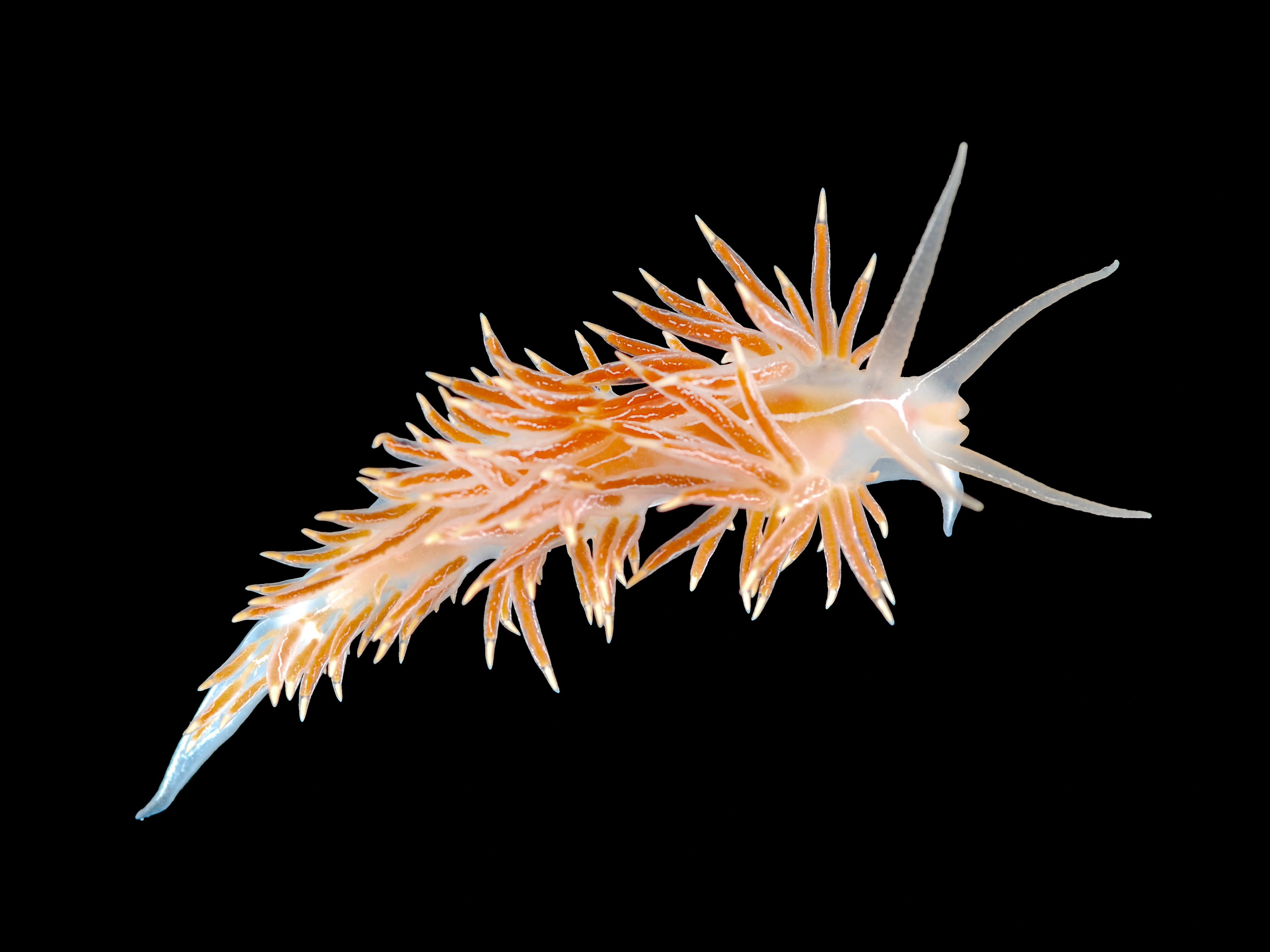 : Coryphella chriskaugei.