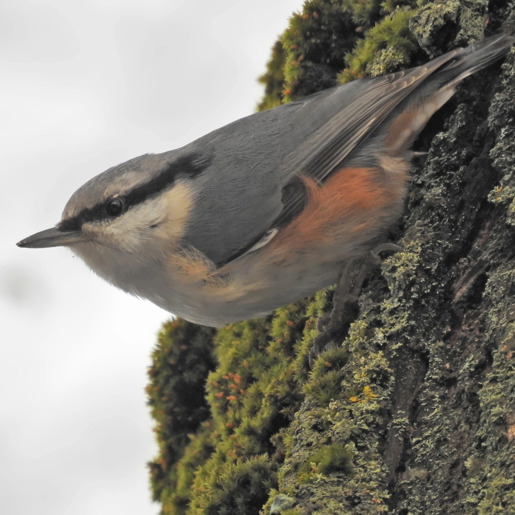 : Sitta europaea.