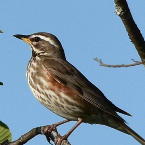 : Turdus iliacus.