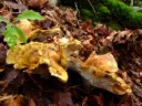 : Albatrellus cristatus.