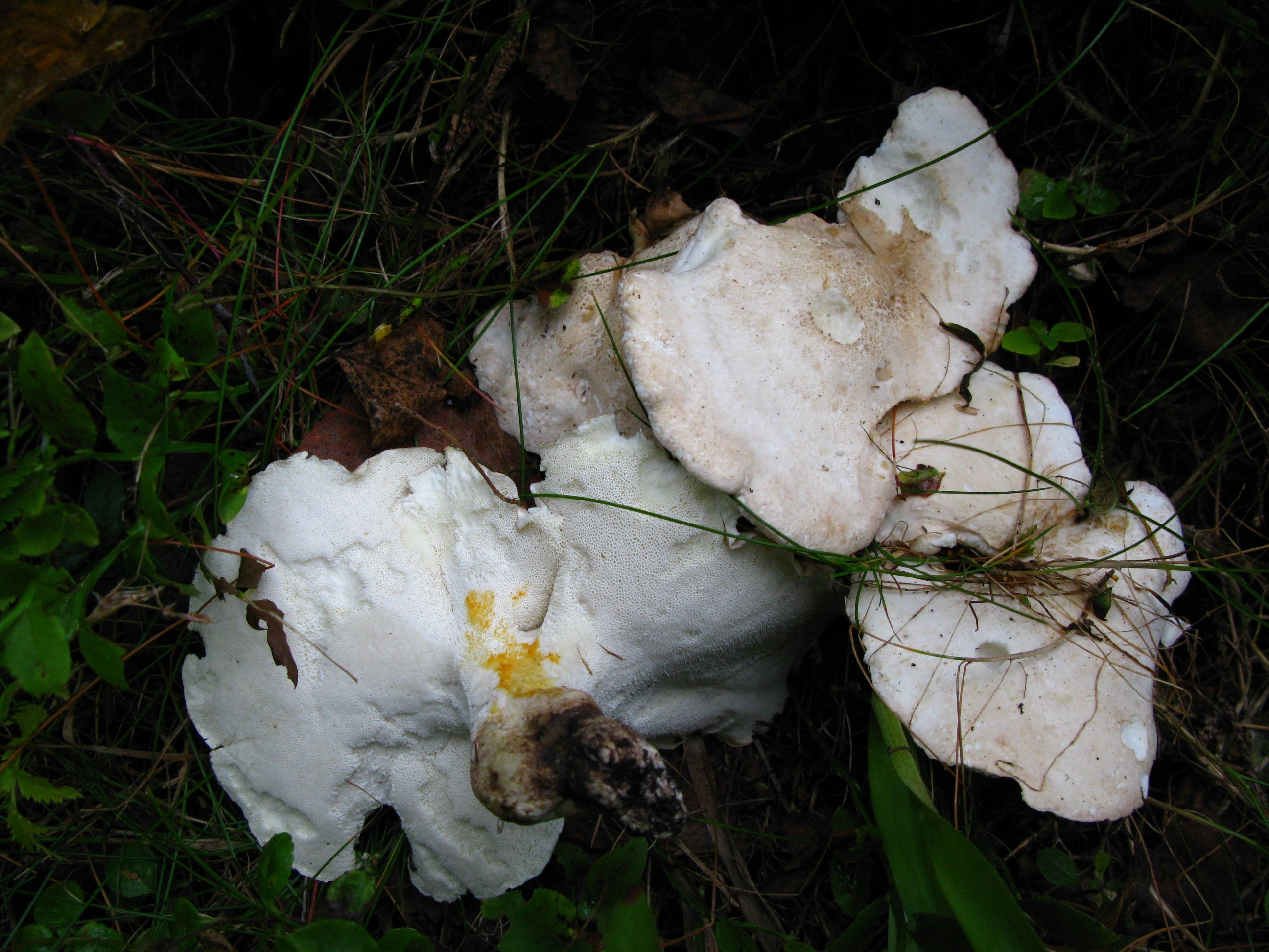 : Albatrellus ovinus.