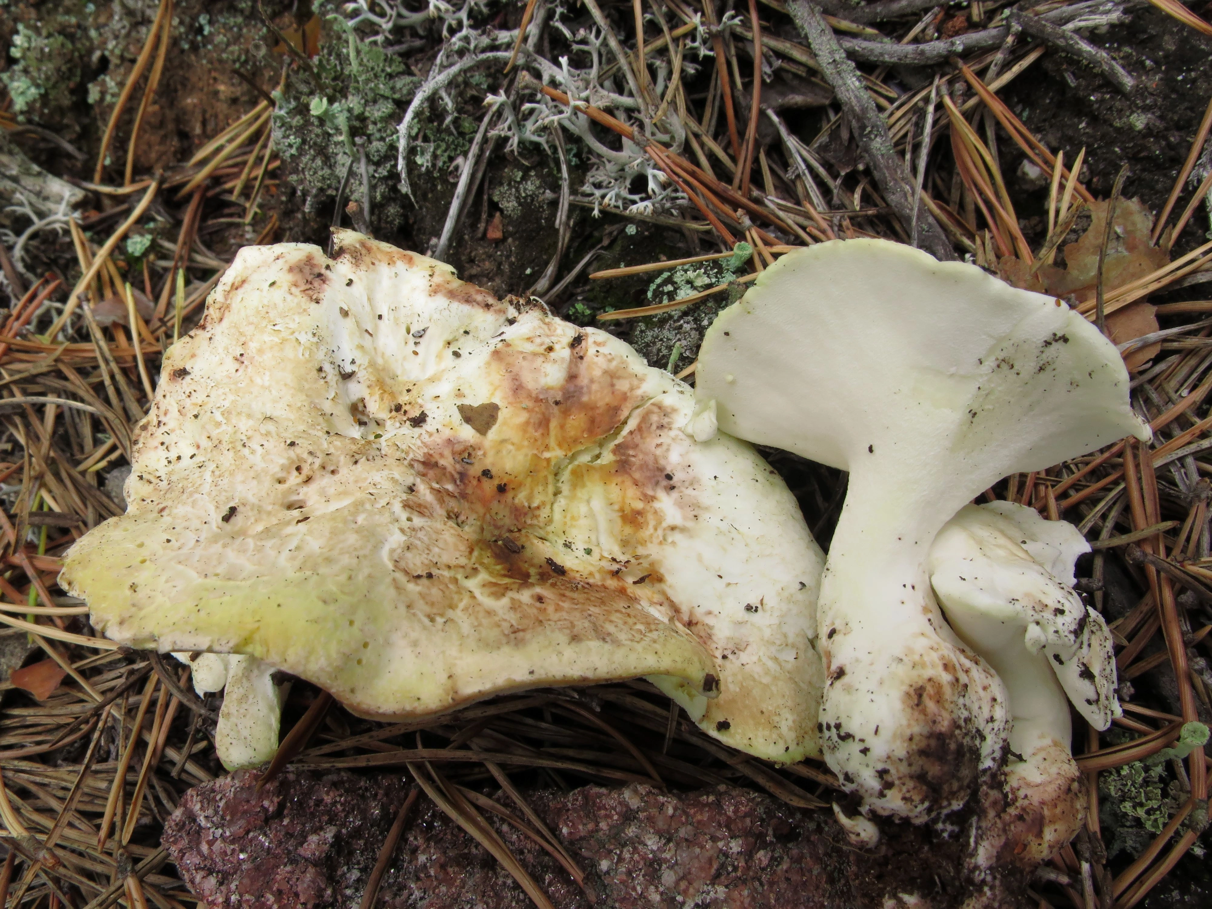 : Albatrellus subrubescens.