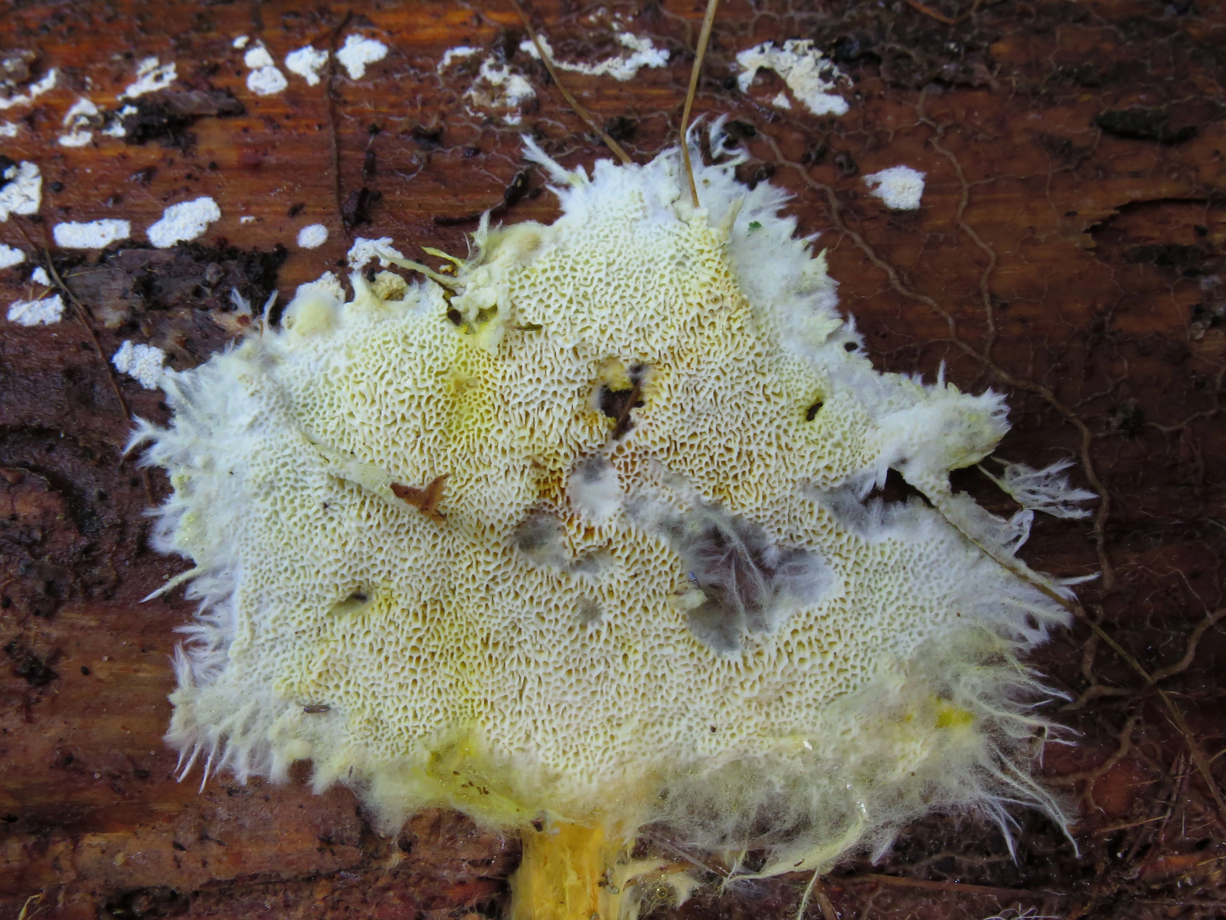 : Anomoloma albolutescens.