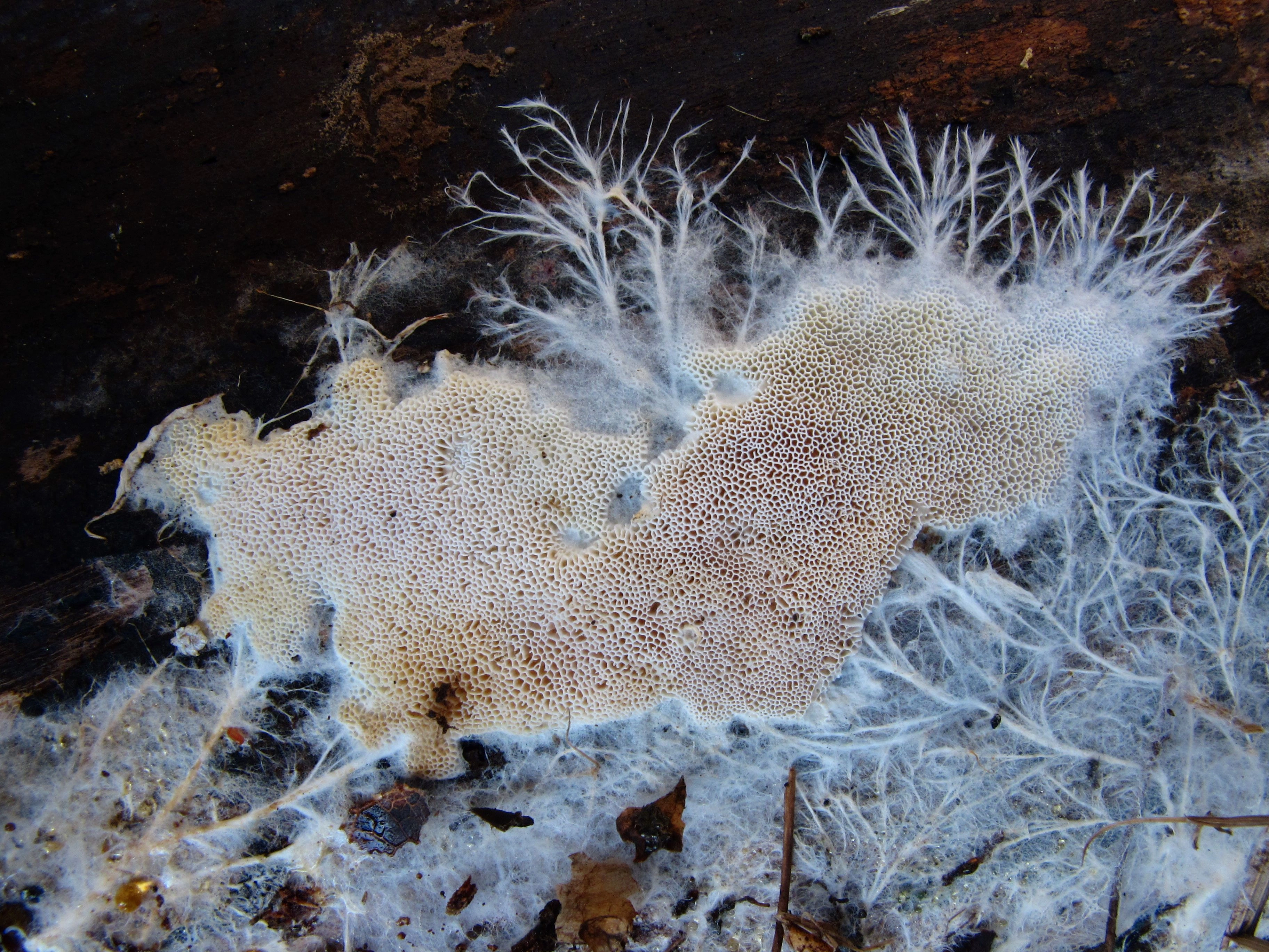 : Anomoloma myceliosum.