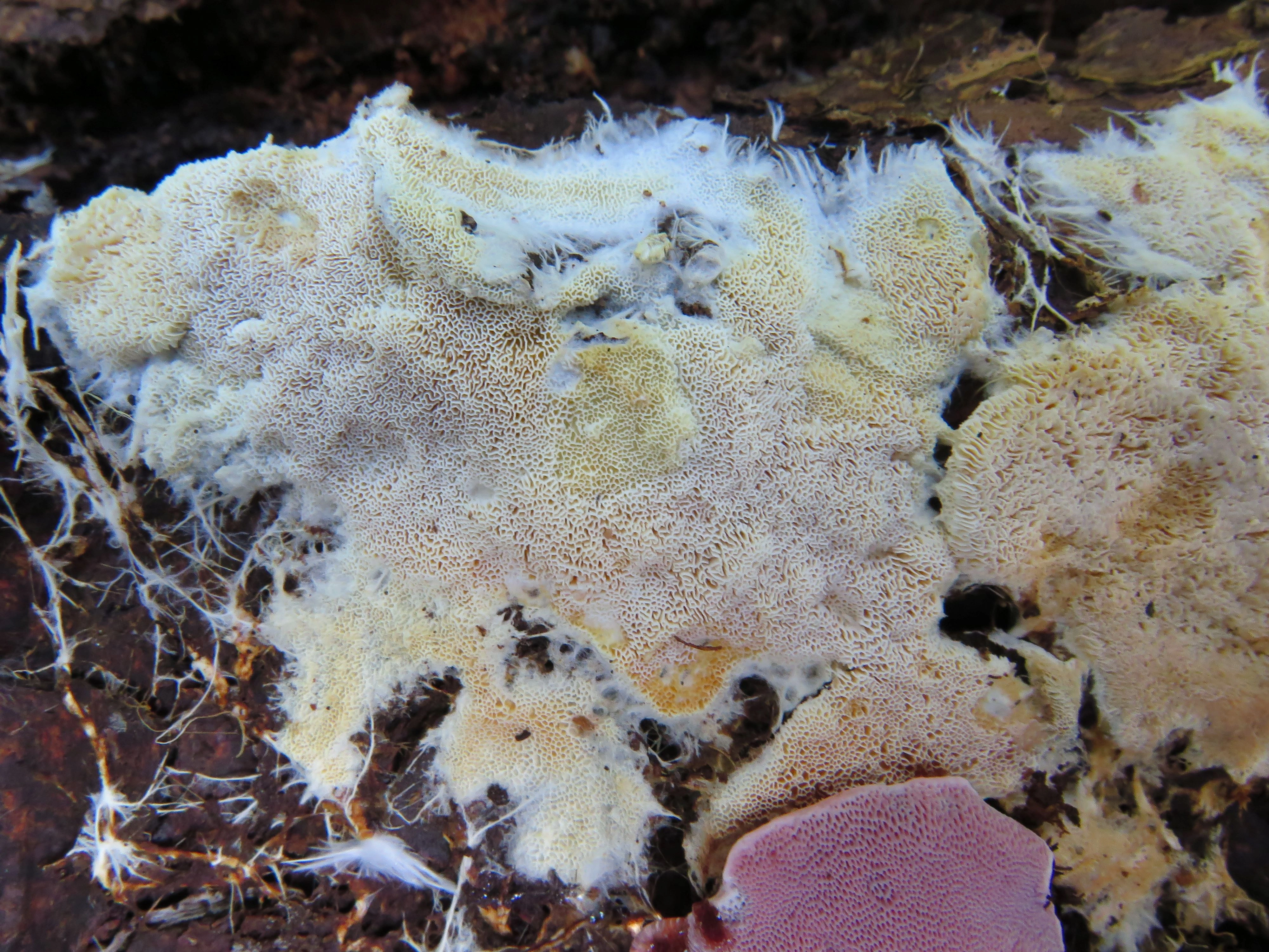 : Anomoloma myceliosum.