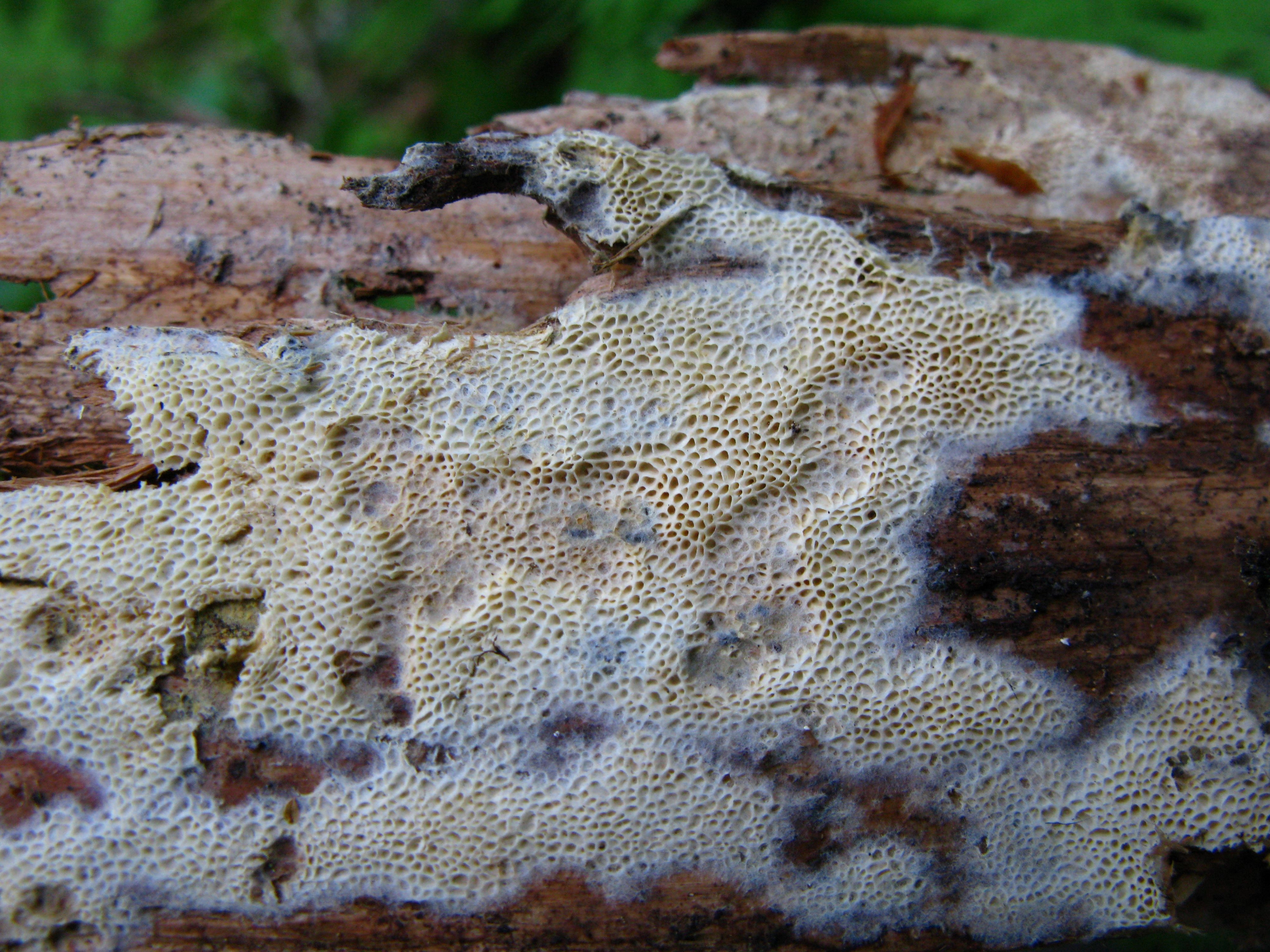 : Anomoporia bombycina.