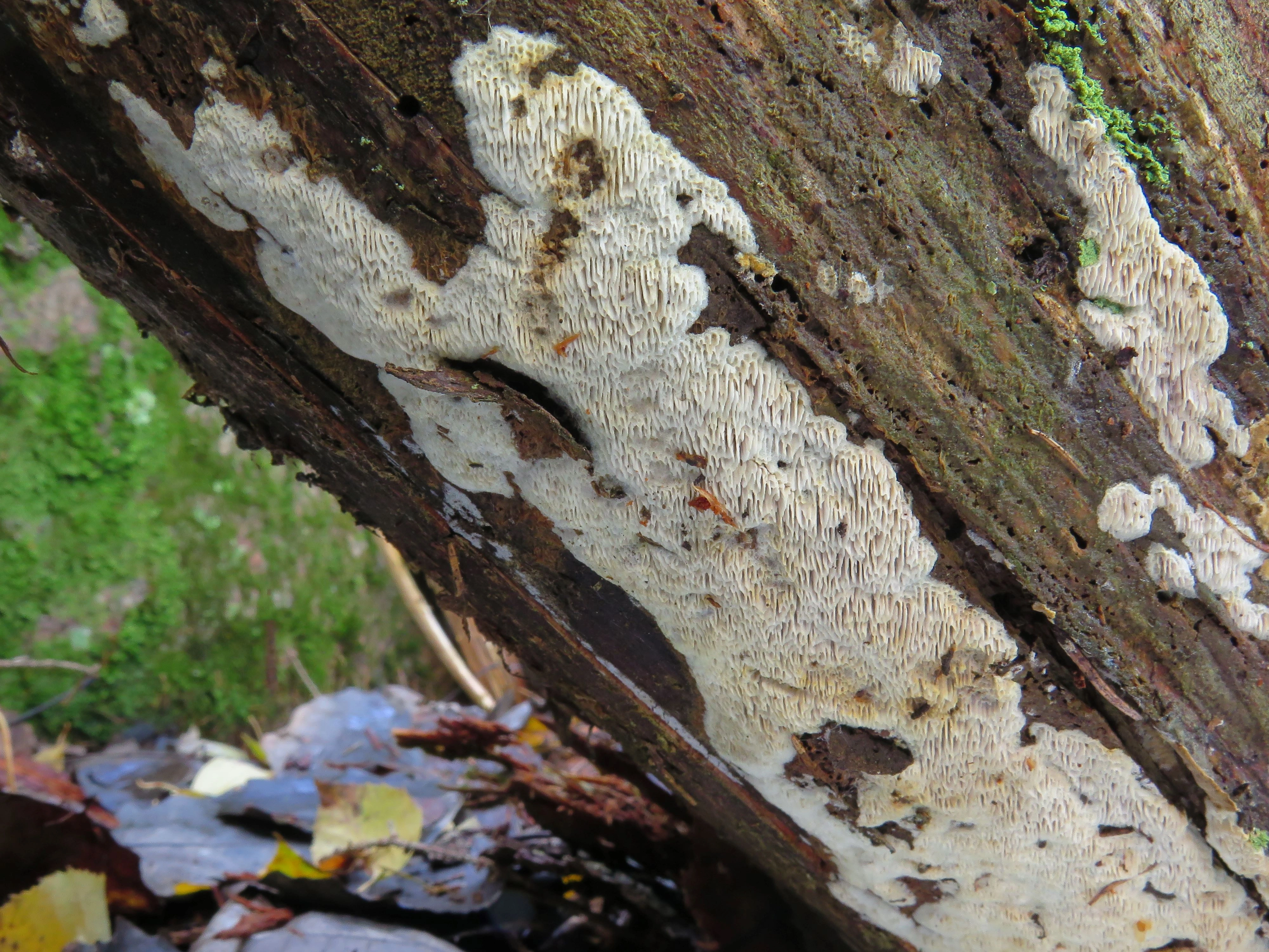 : Anomoporia bombycina.