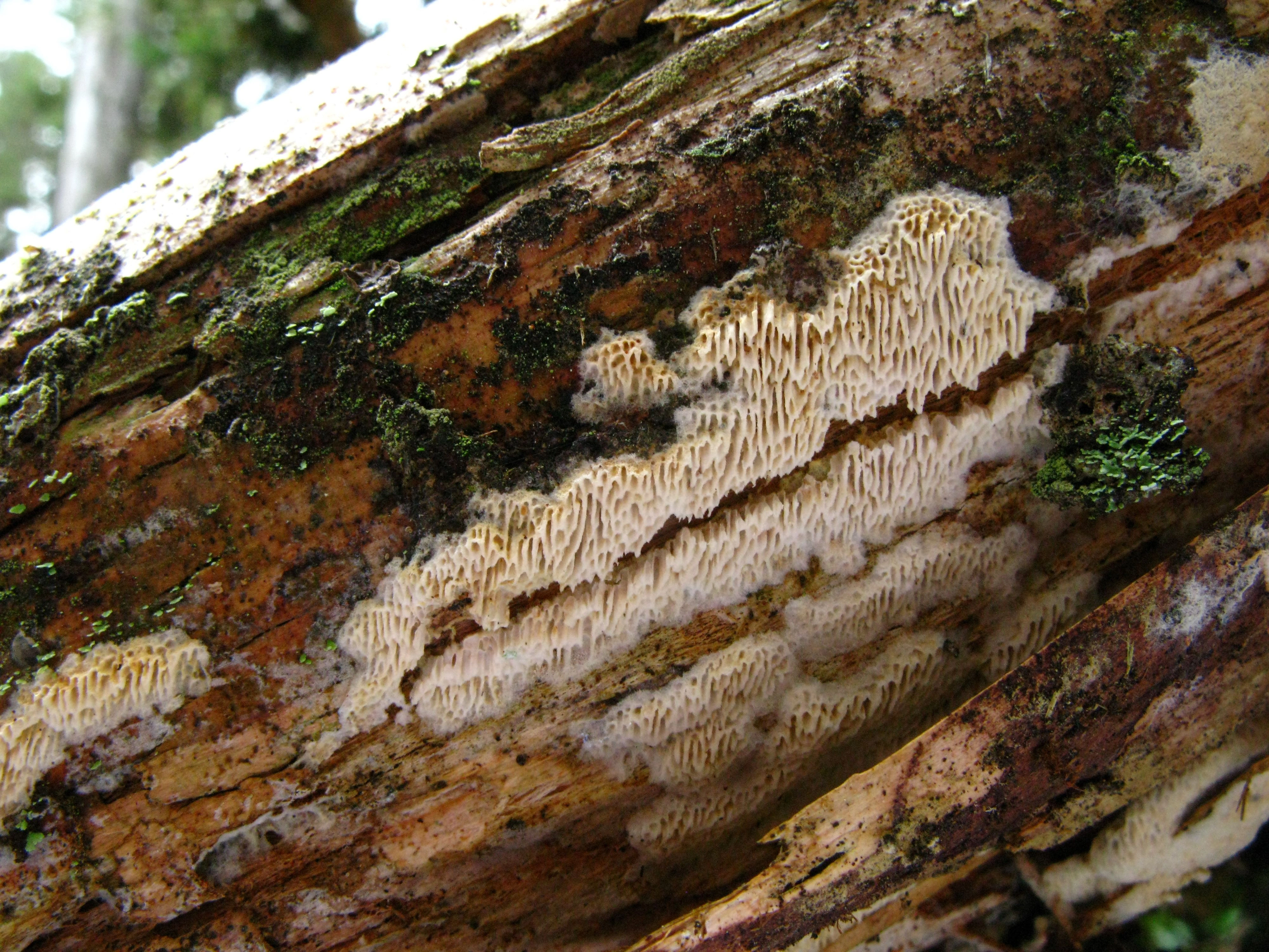 : Anomoporia bombycina.