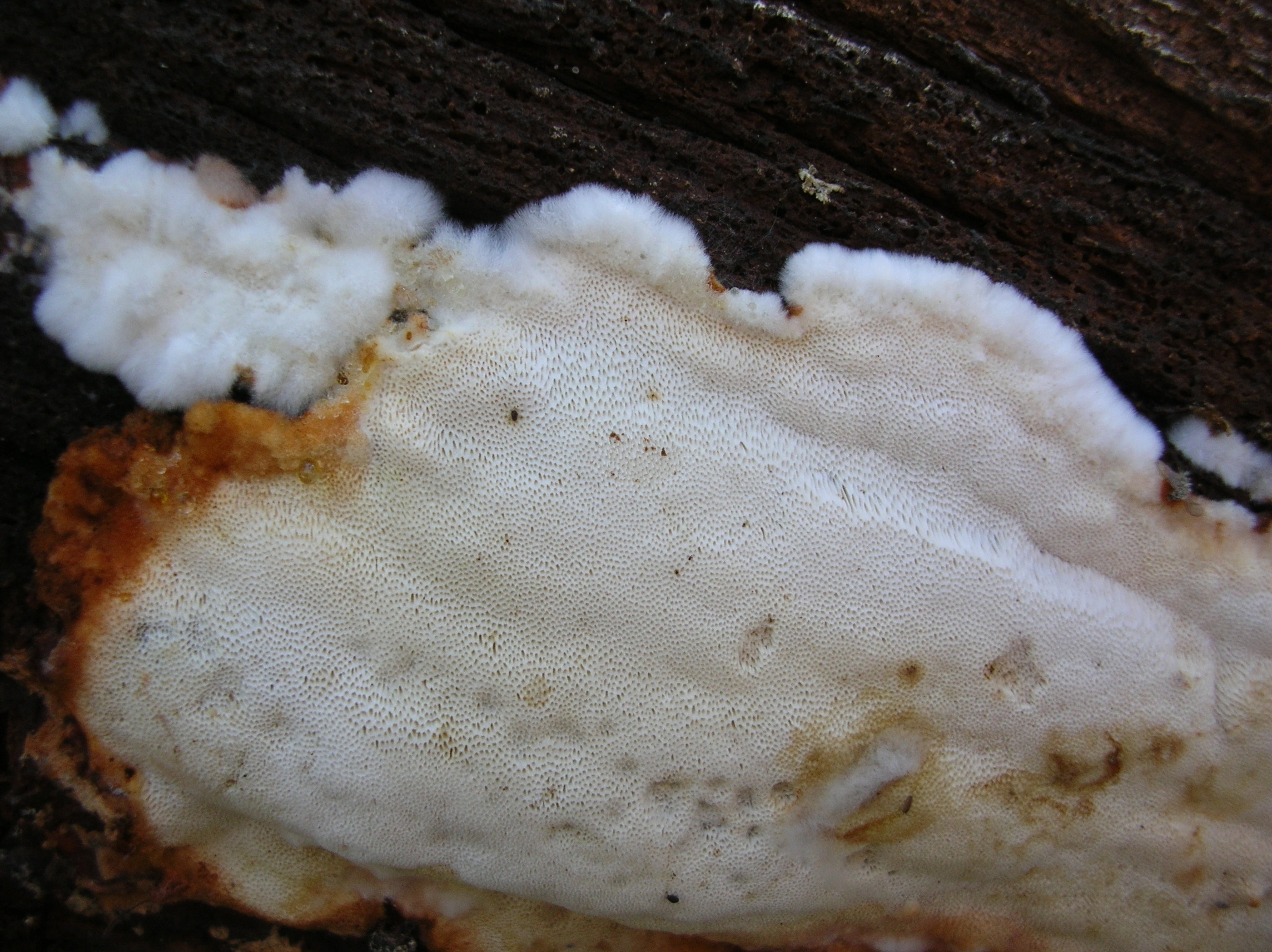 : Anthoporia albobrunnea.