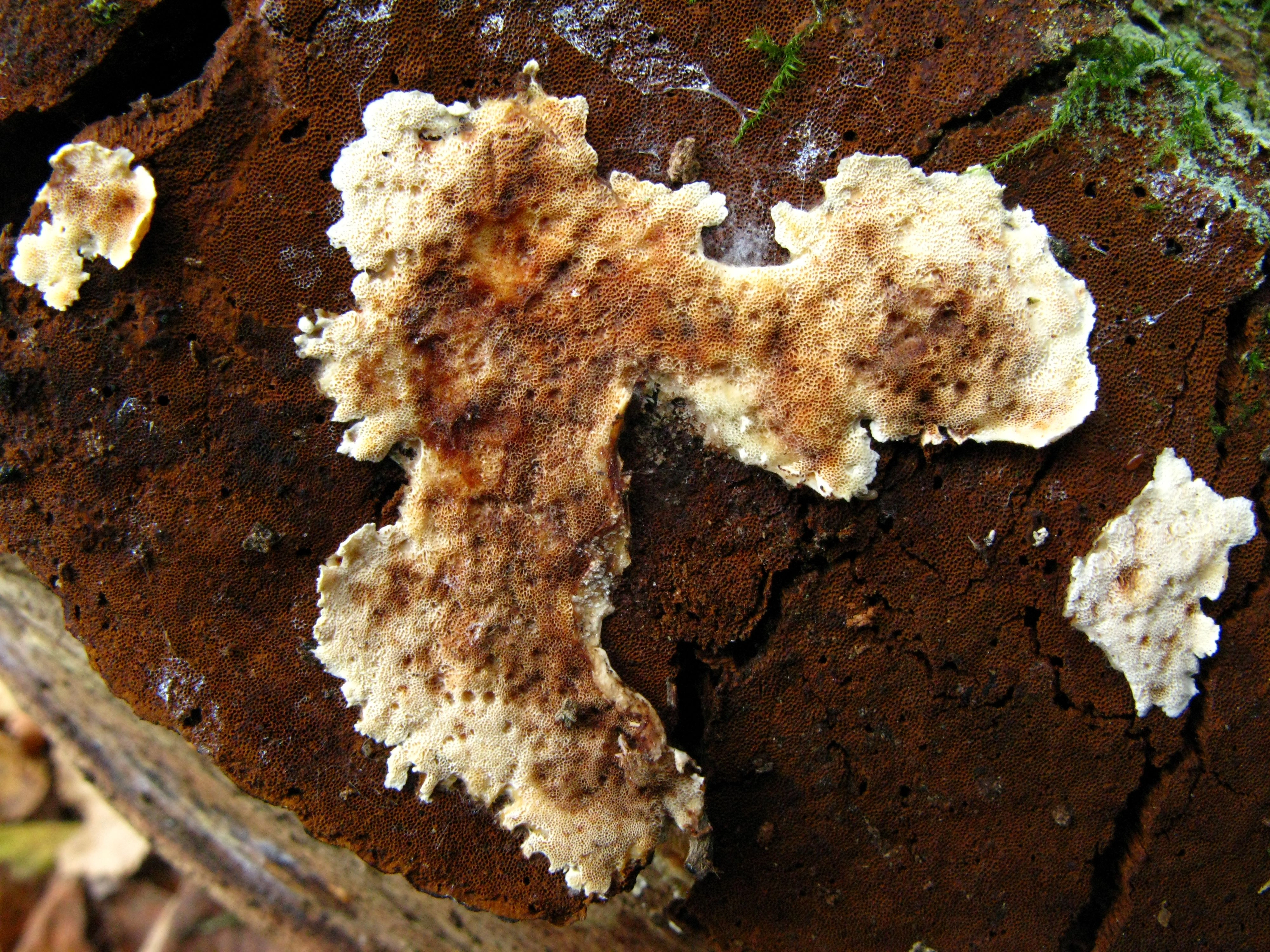 : Antrodiella faginea.