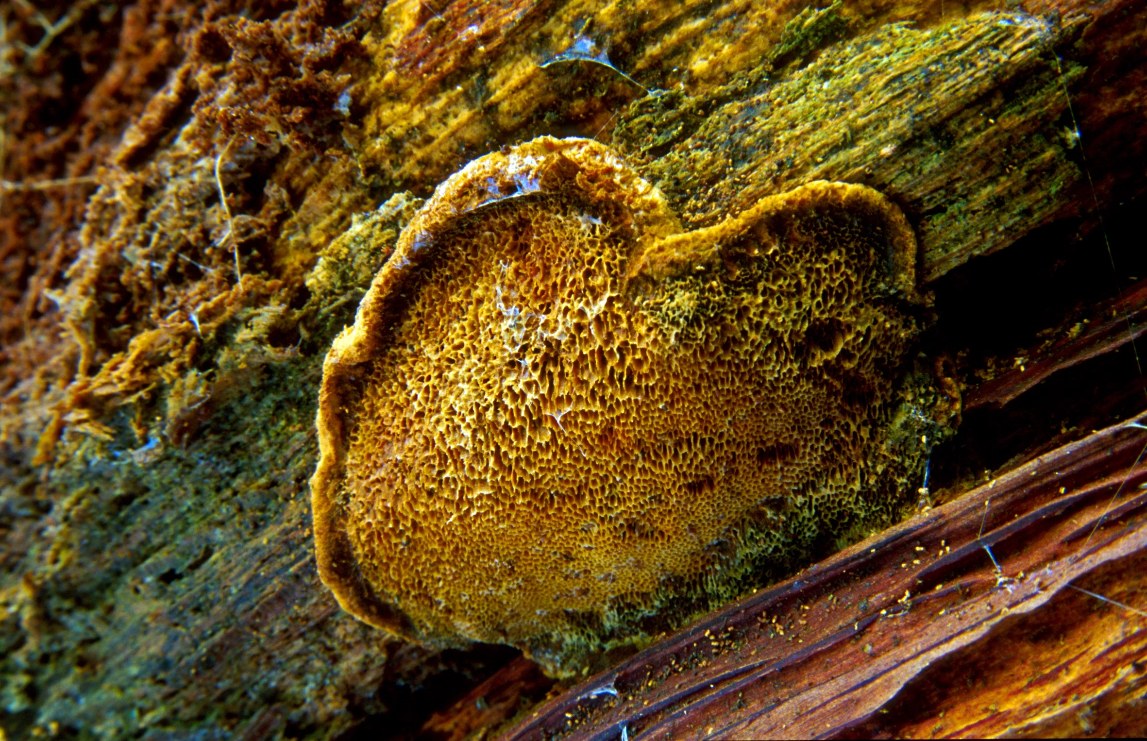 : Aurantiporus croceus.